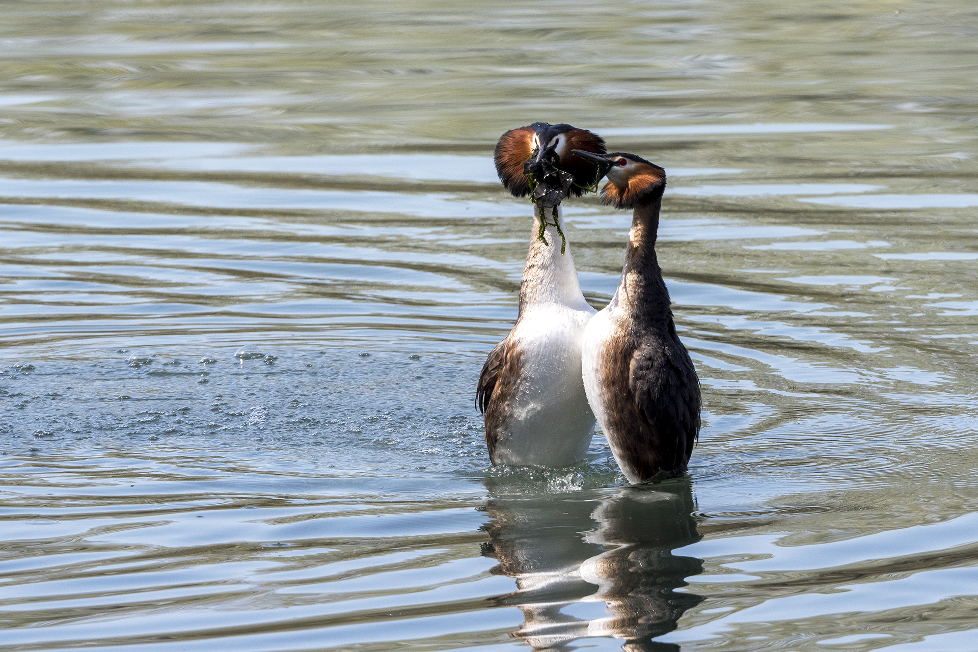 Grebes - Courtship. (Species: Podiceps cristatus)