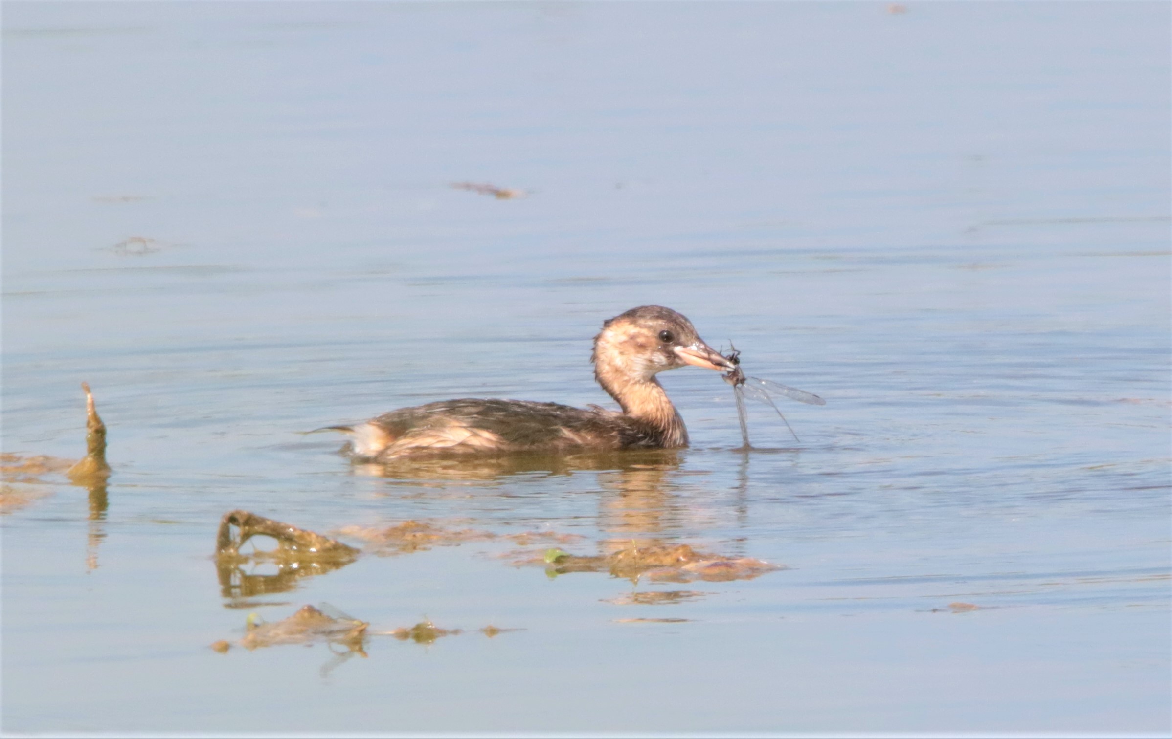 Young Tuffetto with dragonfly
