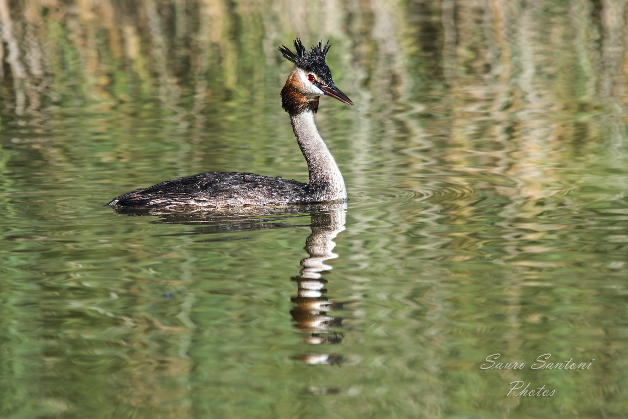 Great crested grebe