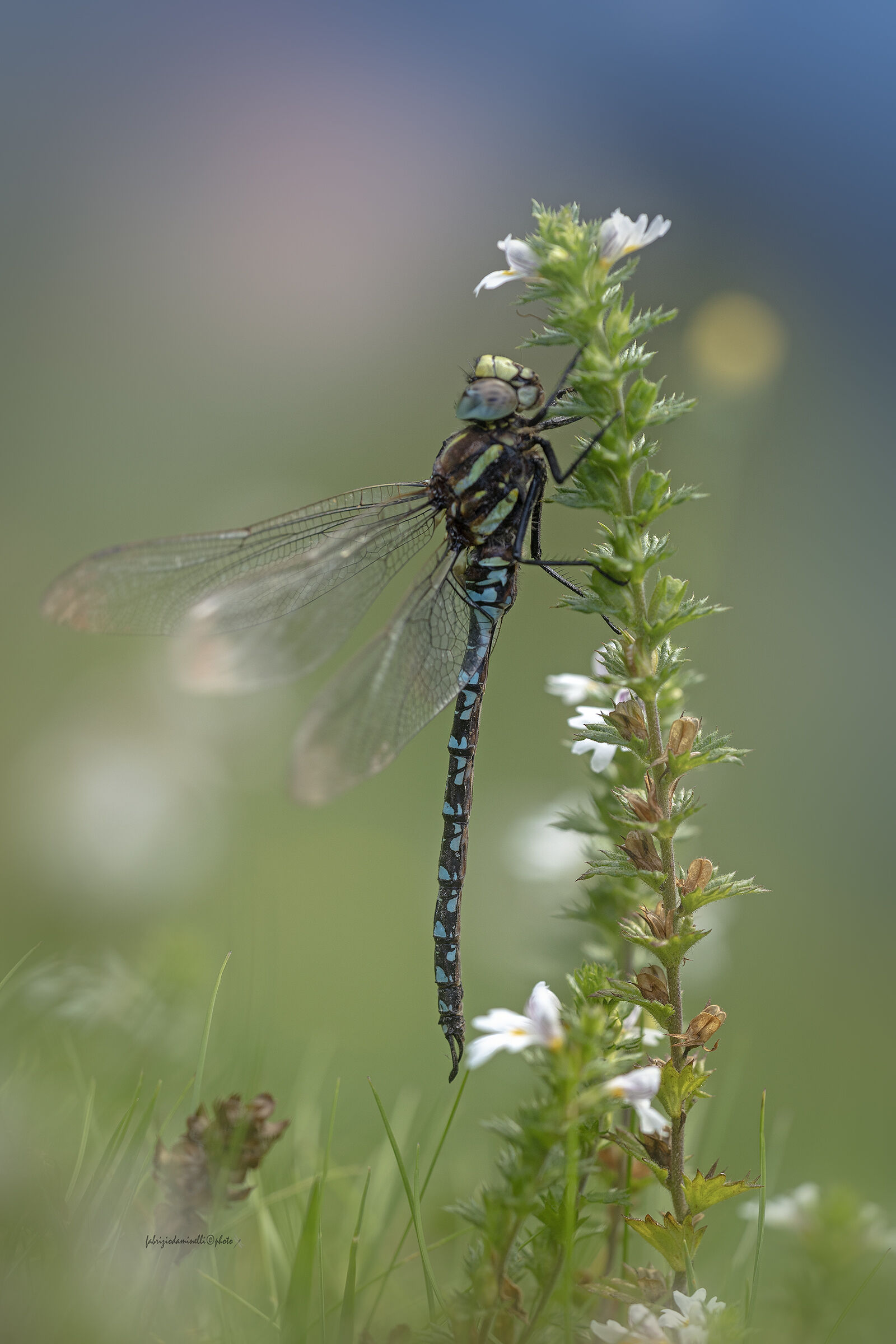 Aeshna juncea - male