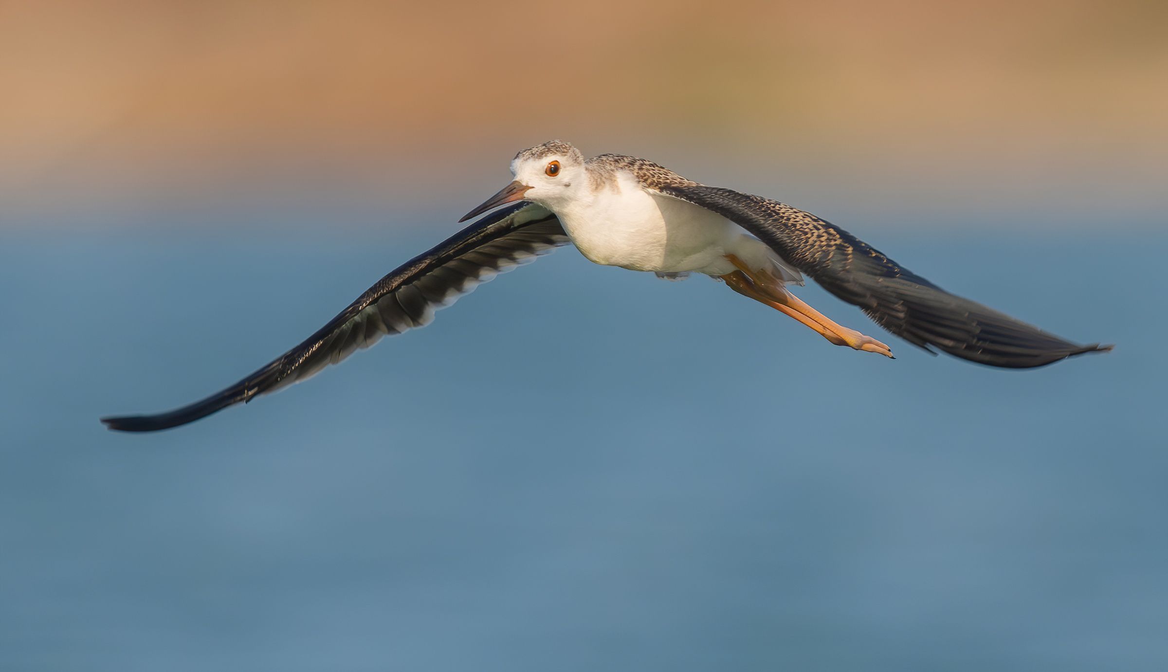Cavaliere d'Italia alato nero (juv)