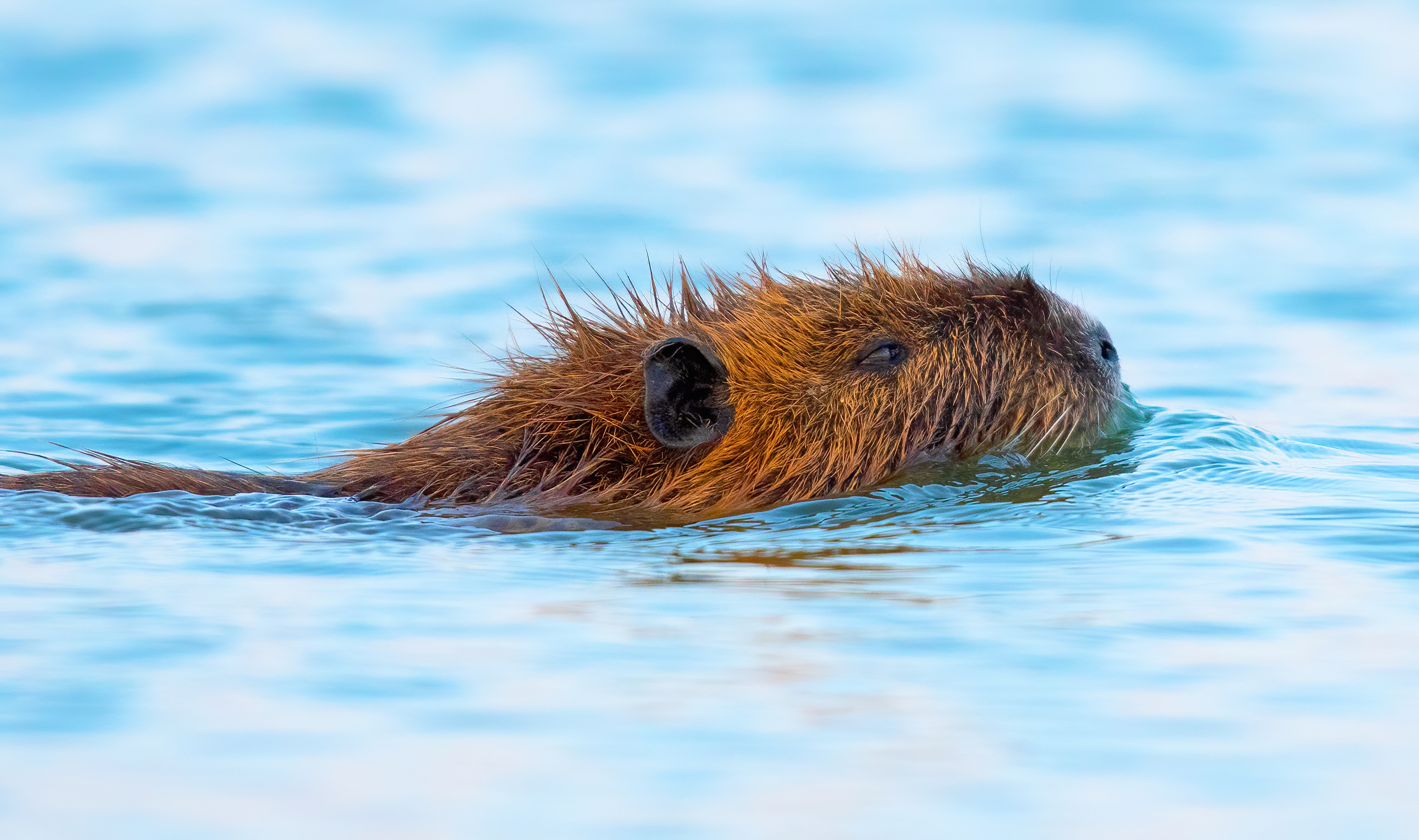 Nutria