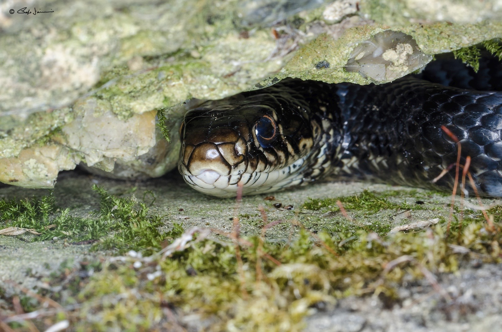 Hierophis viridiflavus (melanico) in notturna