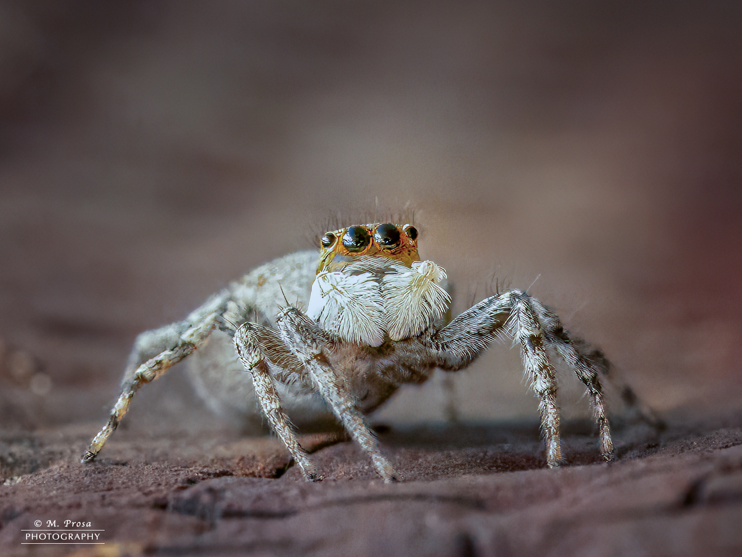 Jumping spider