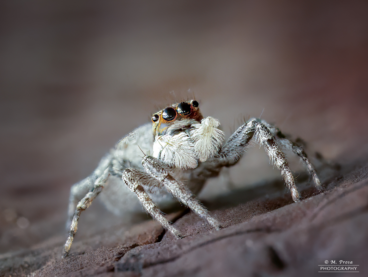 Jumping spider