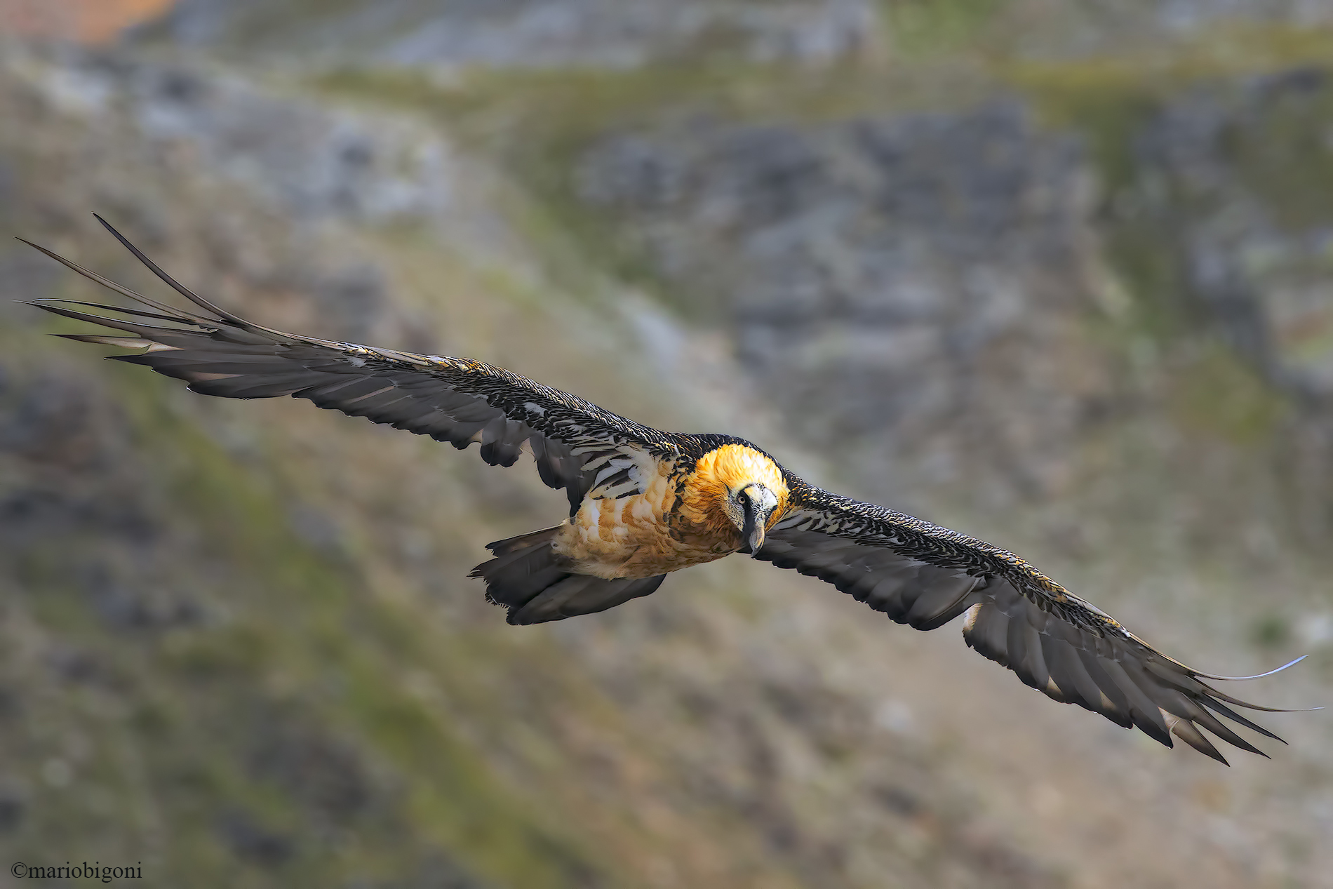 Bearded vulture