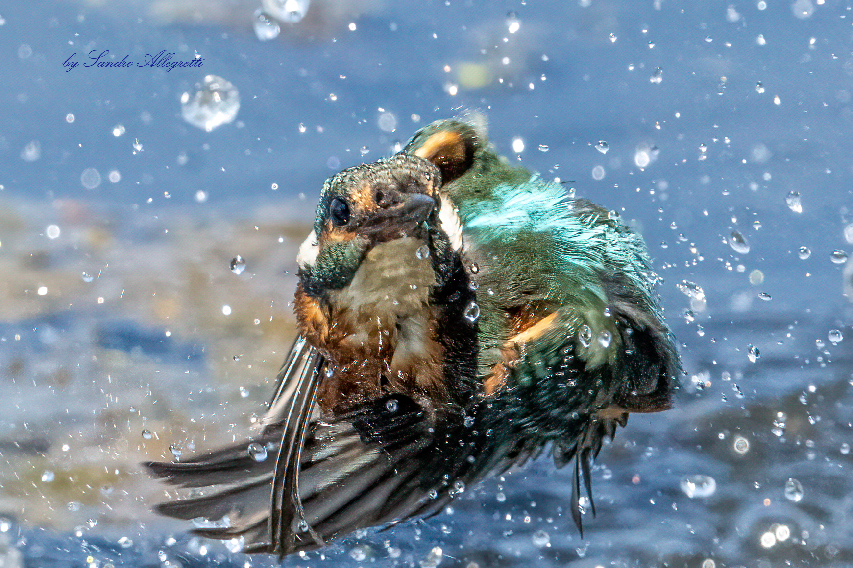 Il martin pescatore comune (Alcedo Atthis)