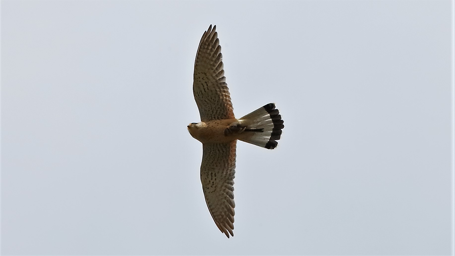 Gheppio 15 aprile 2023