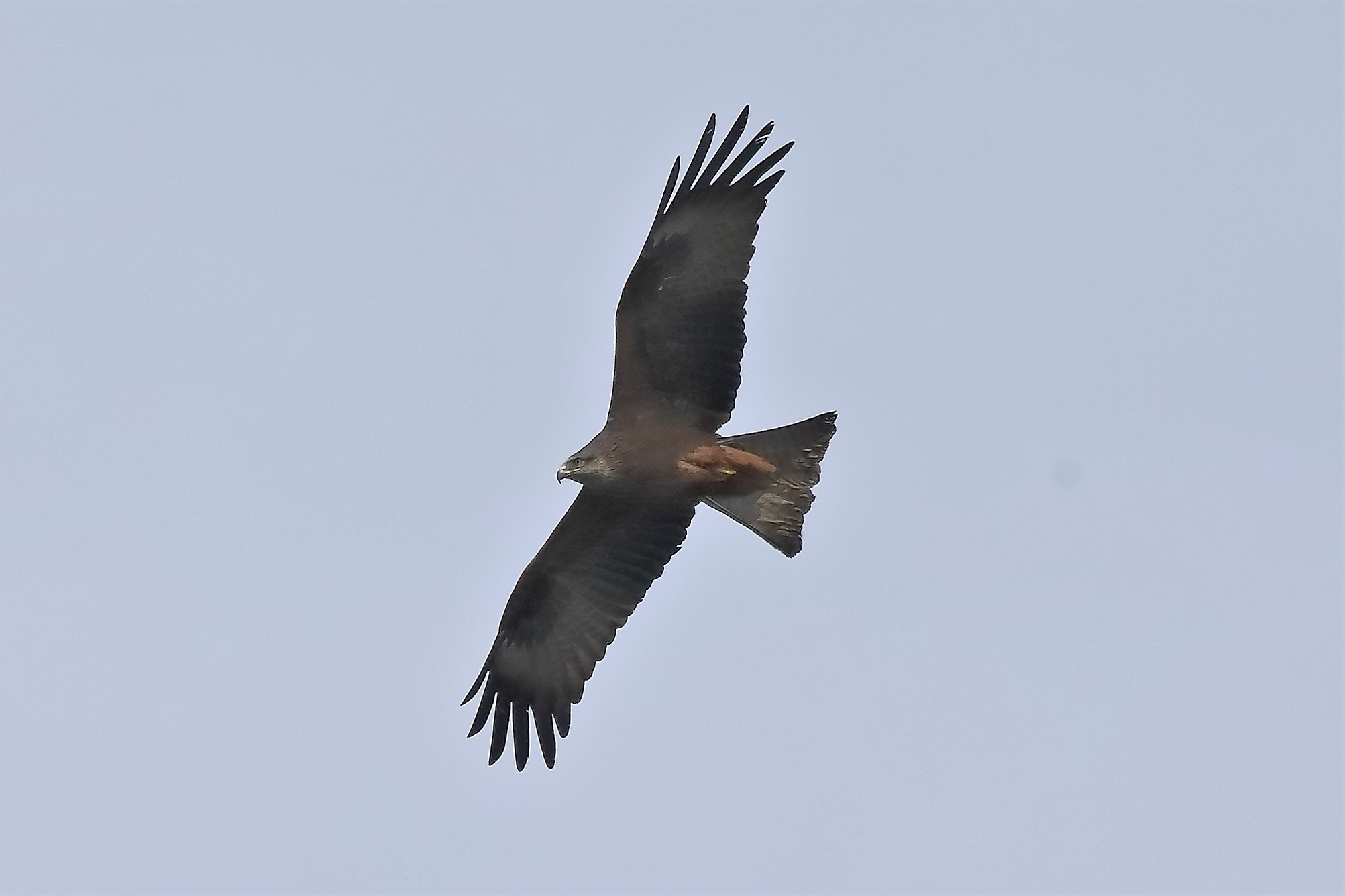 Nibbio bruno 06-04-2023