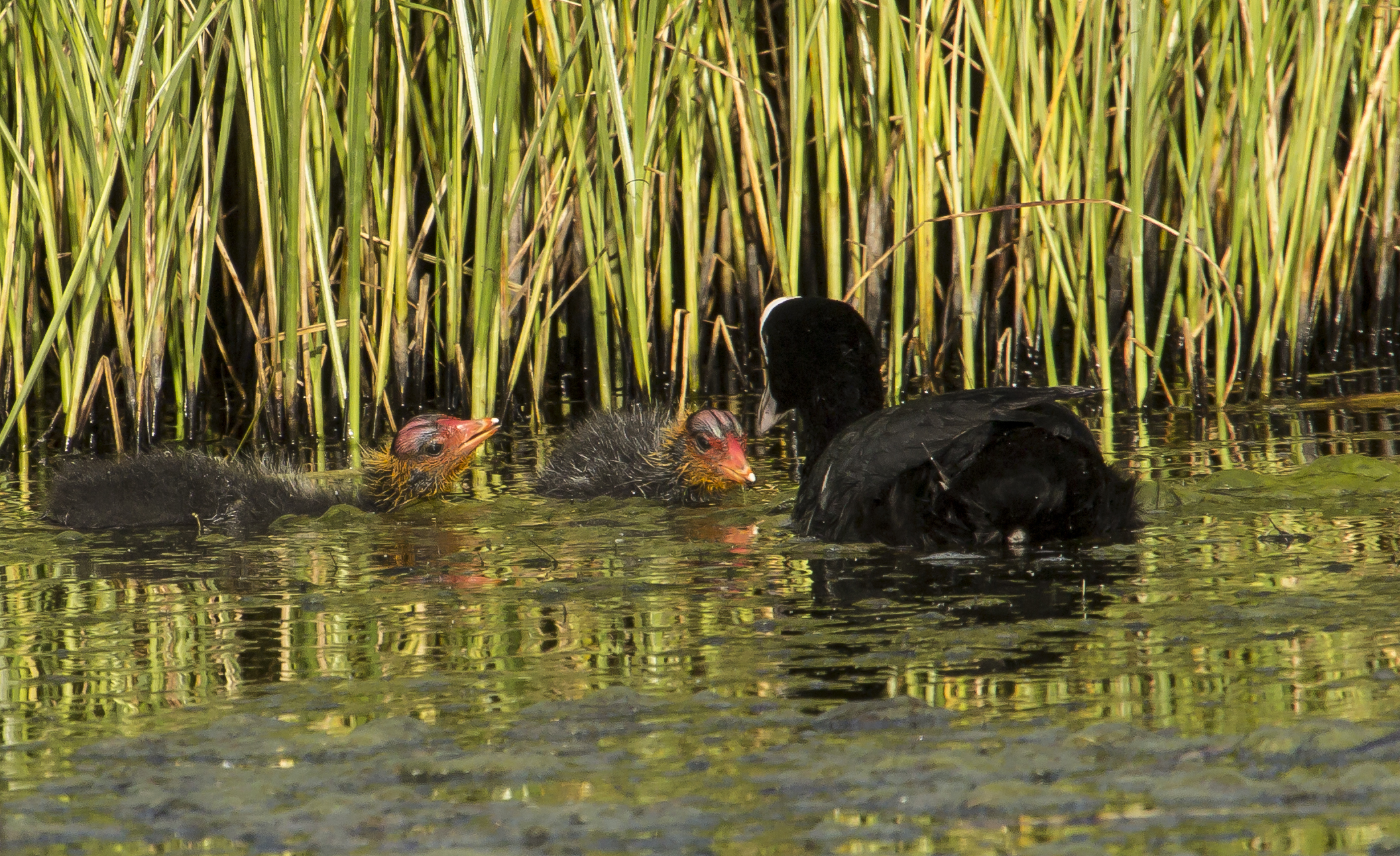 folaghine: Mom I'm hungry!!