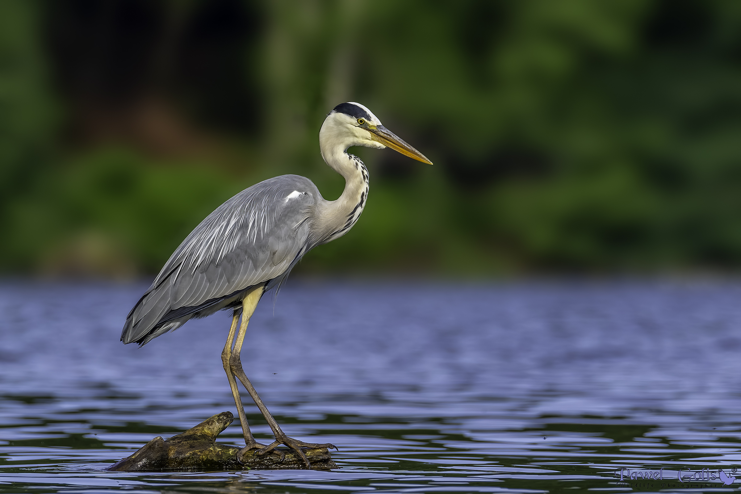 Airone cenerino (Ardea cinerea)
