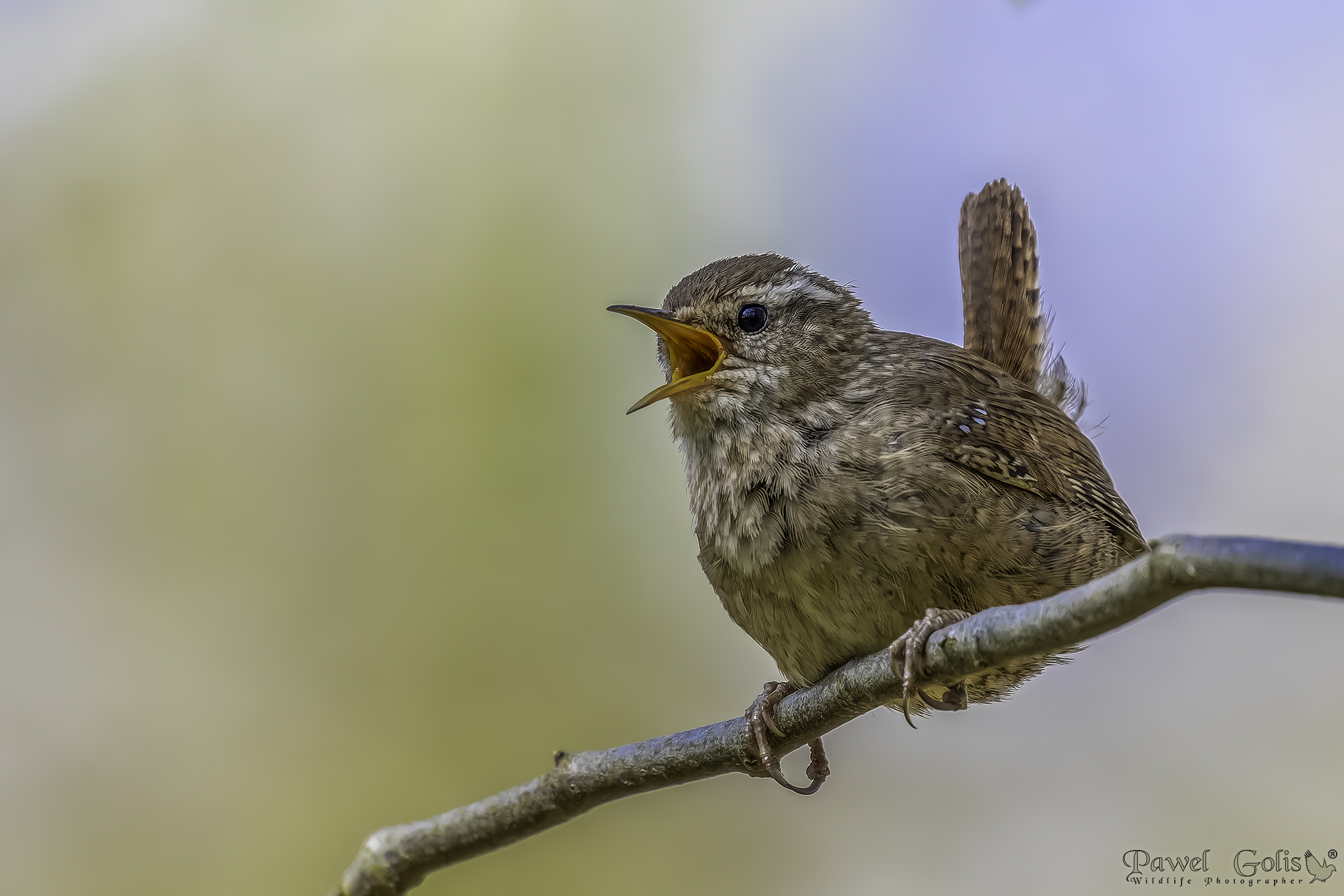 Scricciolo eurasiatico ( Troglodytes troglodytes)