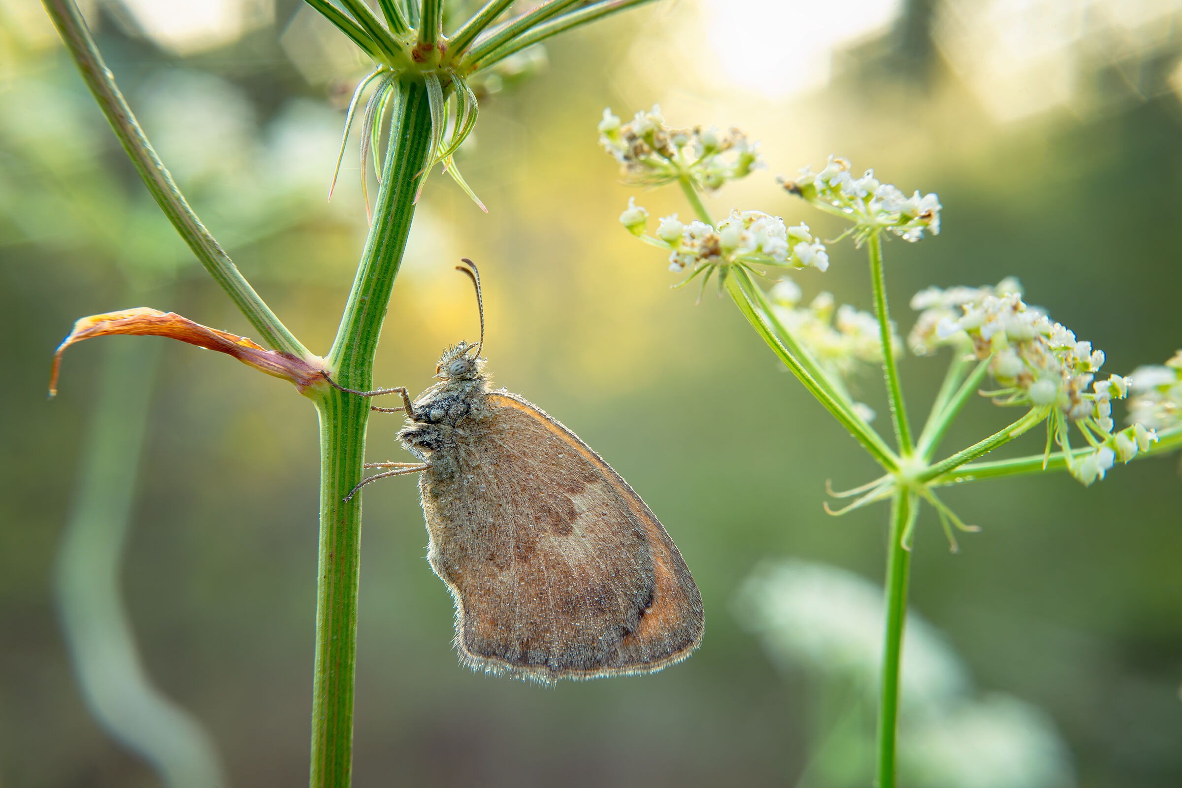 FD 50mm f1,8 Invertito
