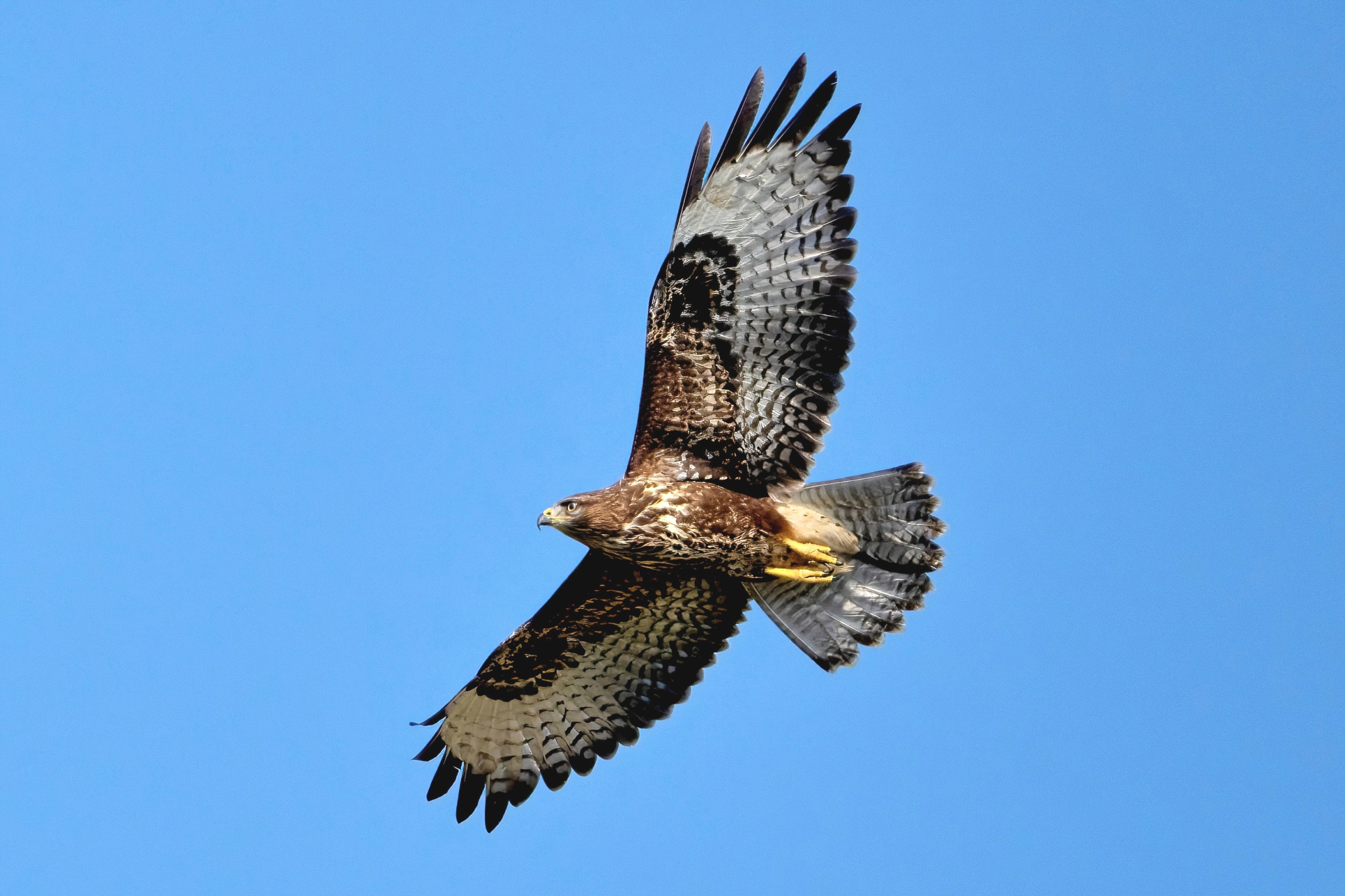 Poiana (Buteo buteo)