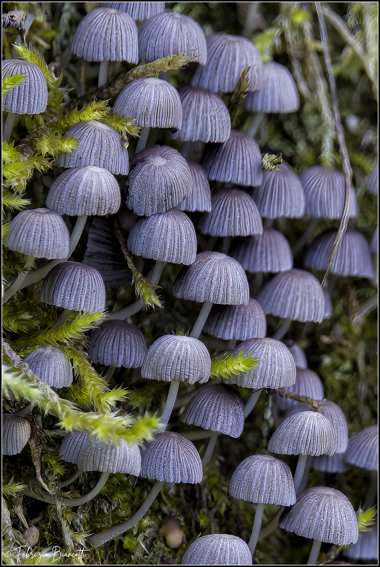 Ombrellini