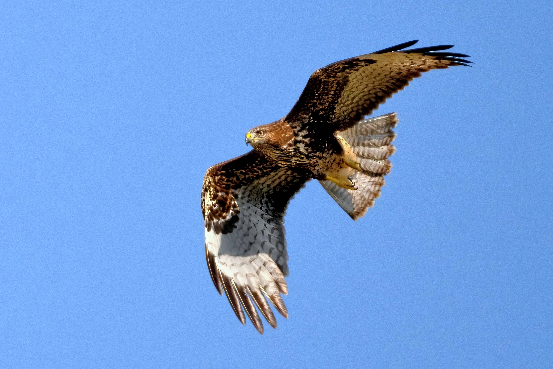 Buzzard (Buteo buteo)