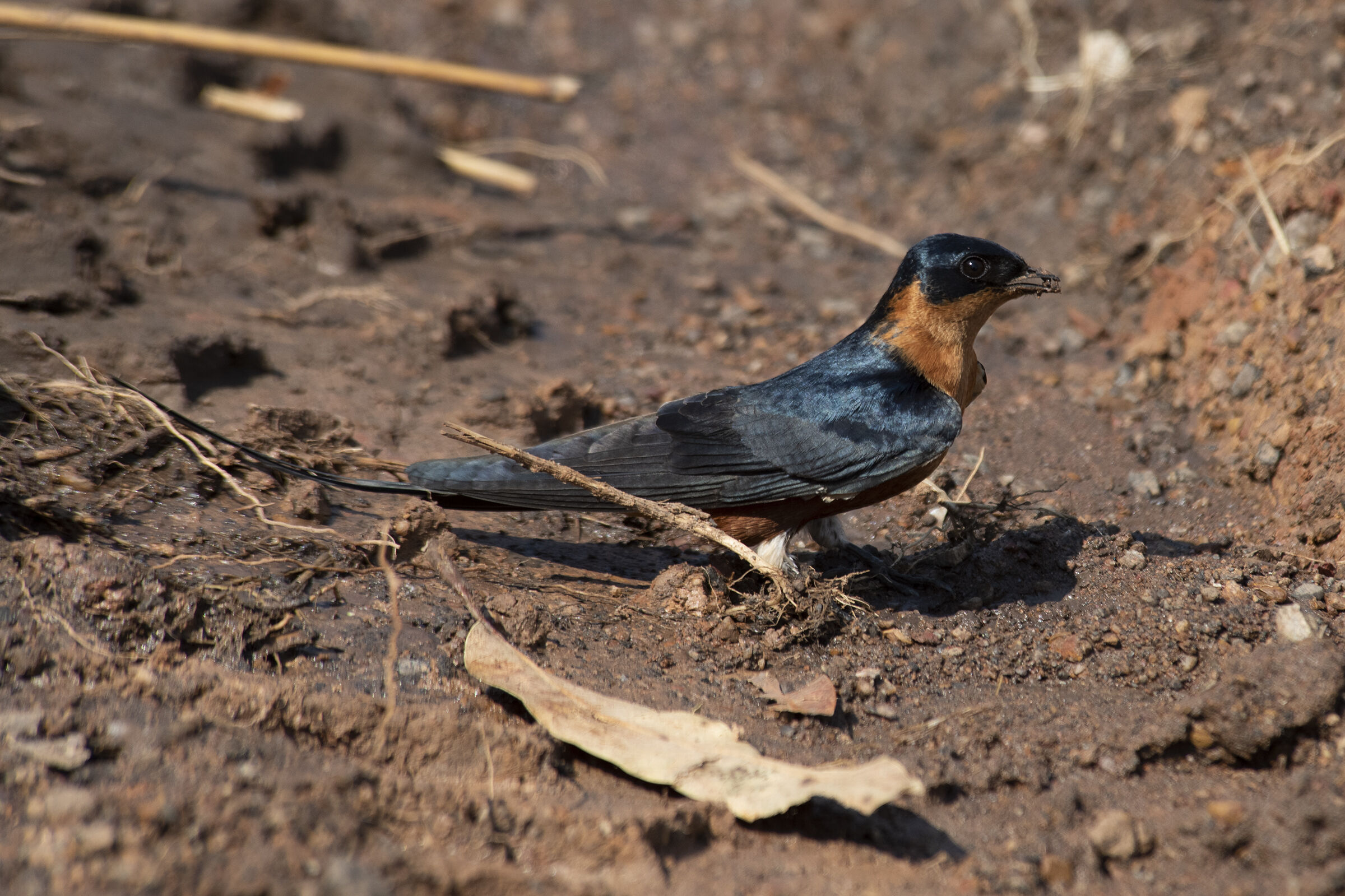 Rondine pettorossiccio - Luapula River -Zambia - Chembe