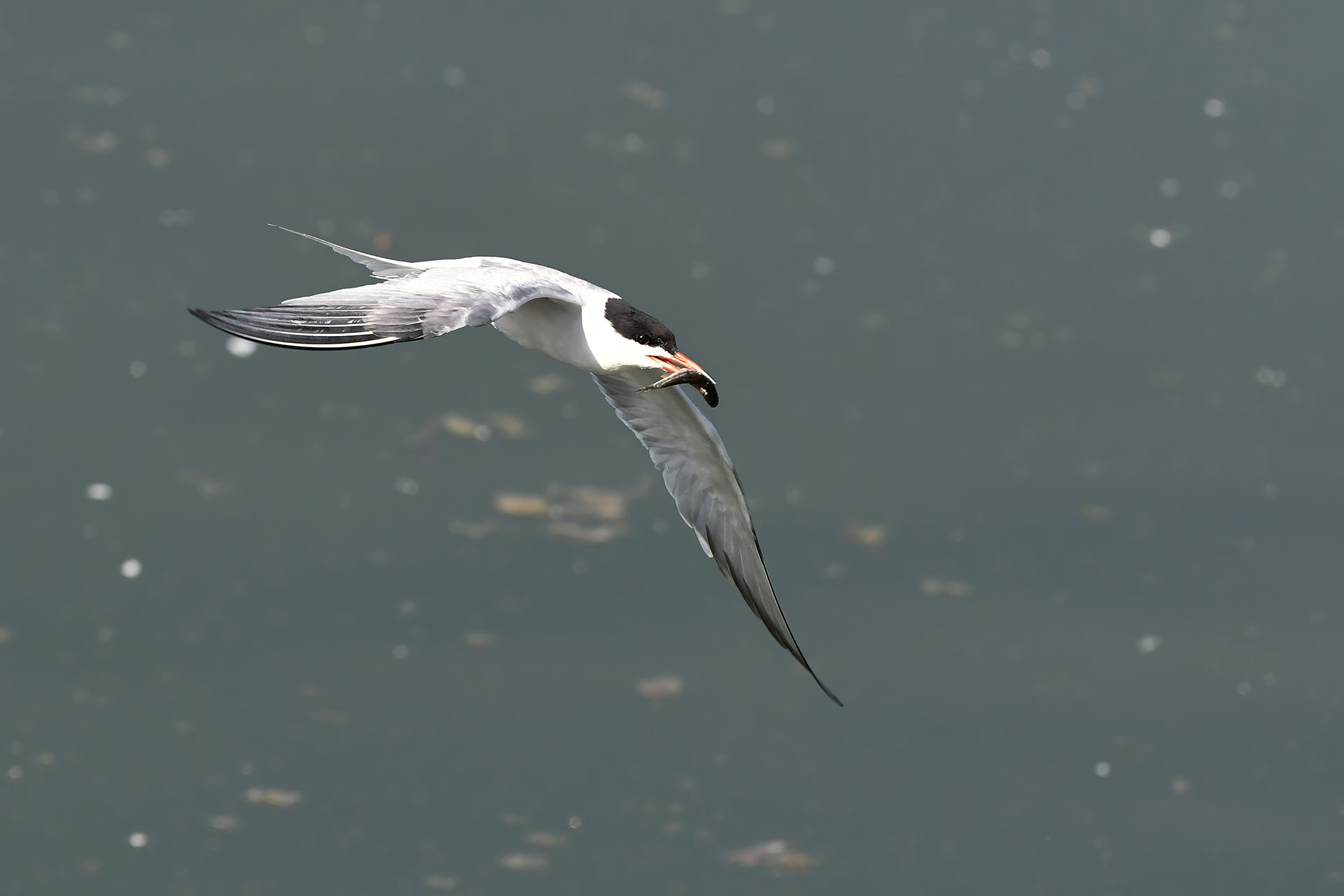 Tern