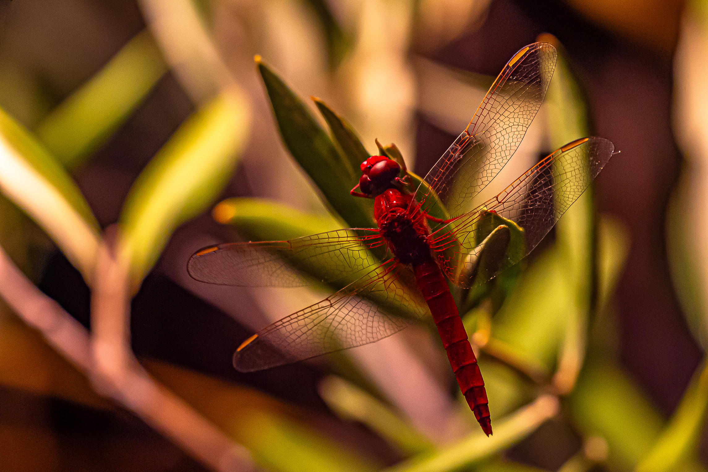 The redhead in the evening