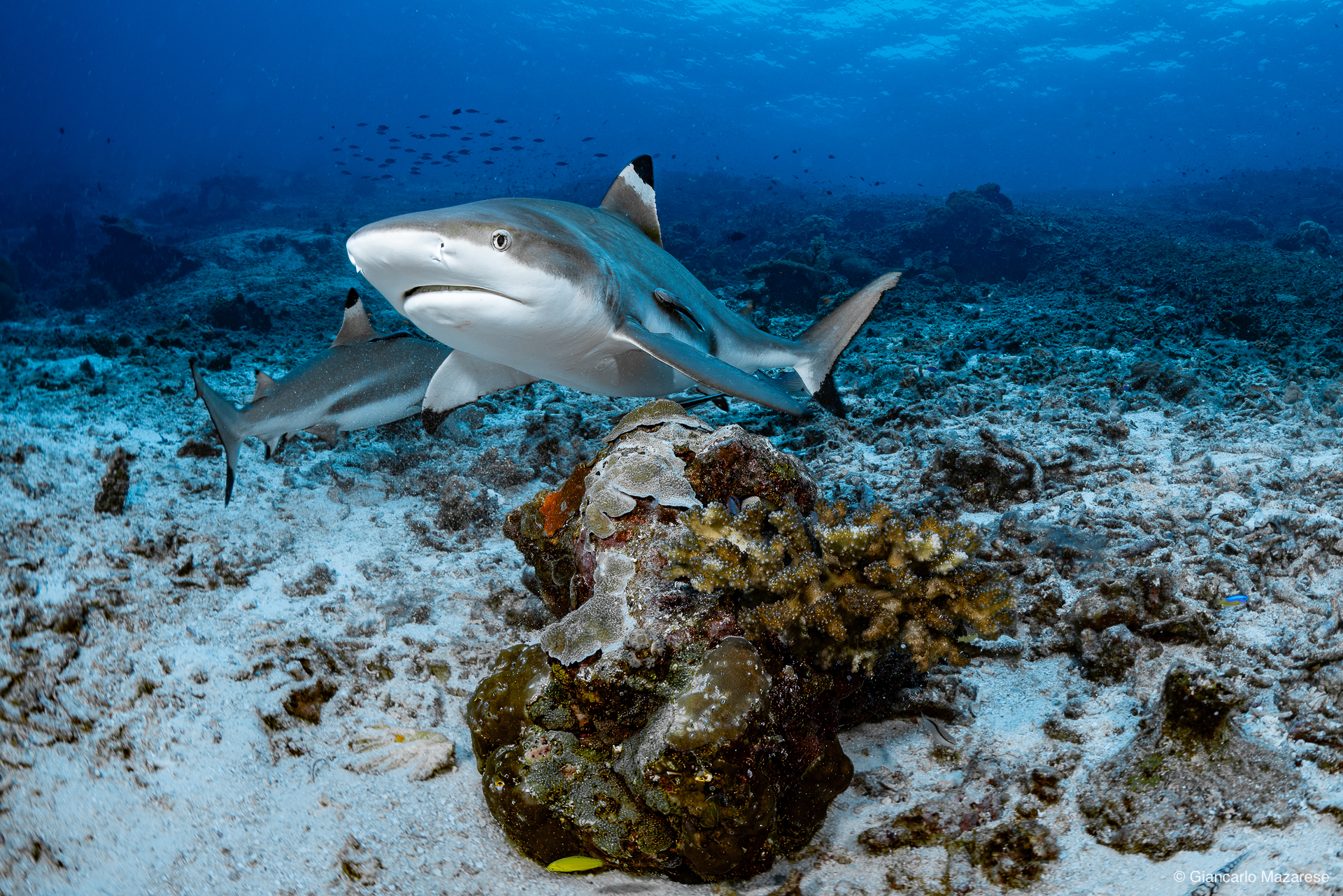 Carcharhinus limbatus