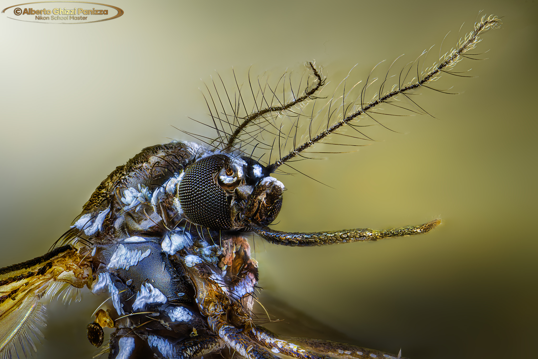 L'animale più odiato del mondo