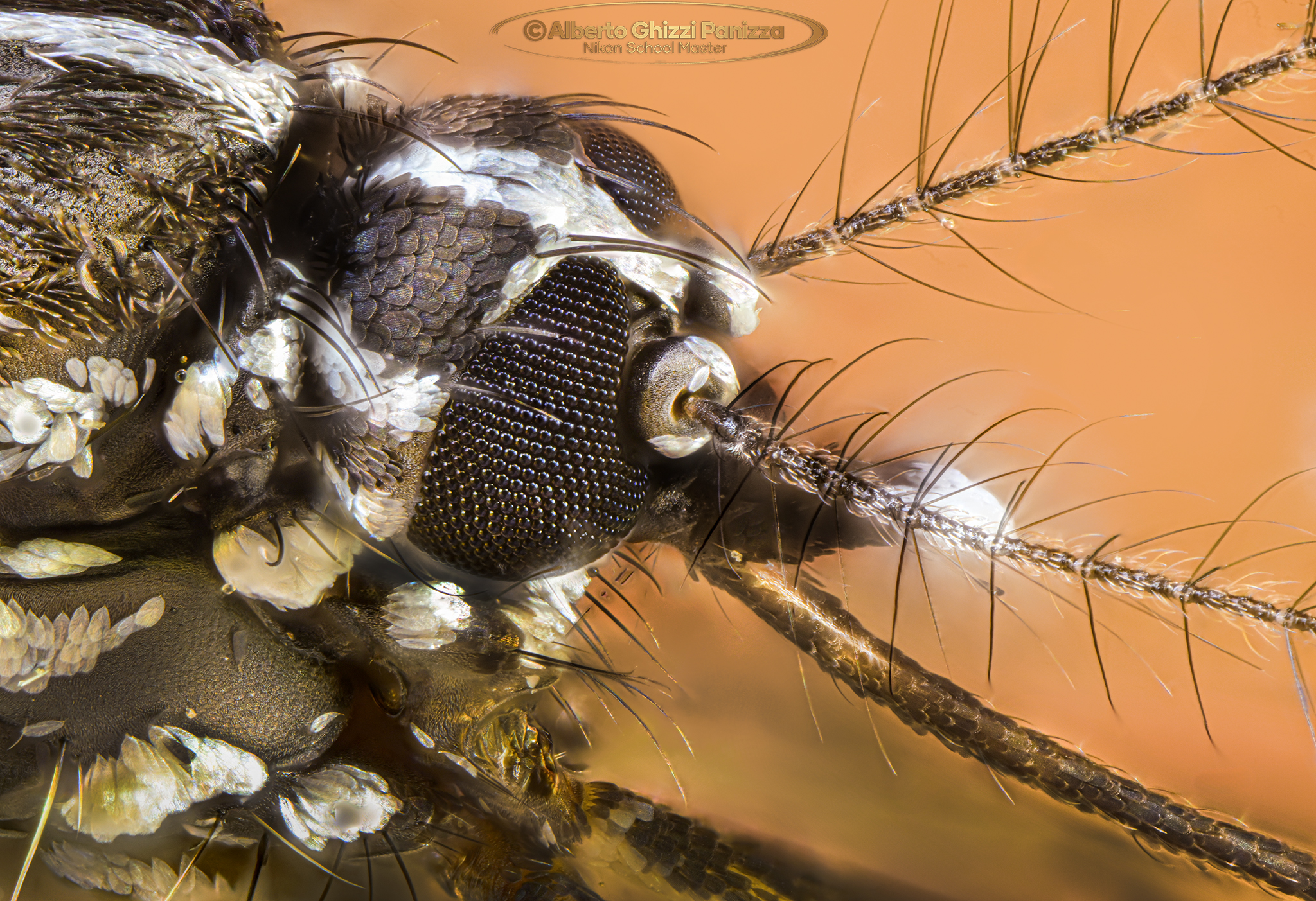 L'animale più odiato del mondo #2