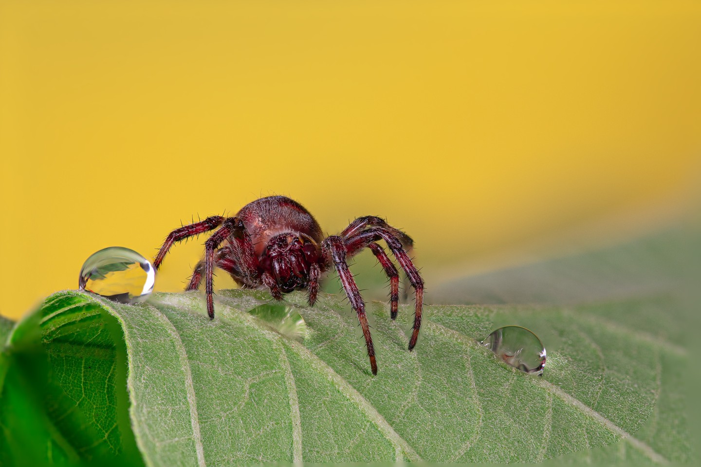 Spider