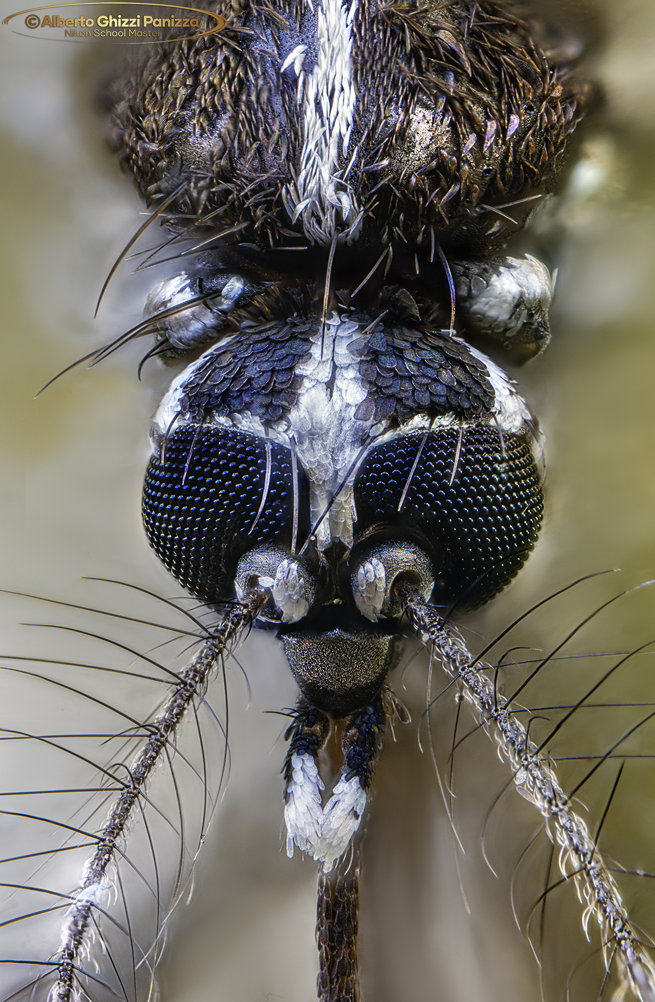 L'animale più odiato del mondo #3