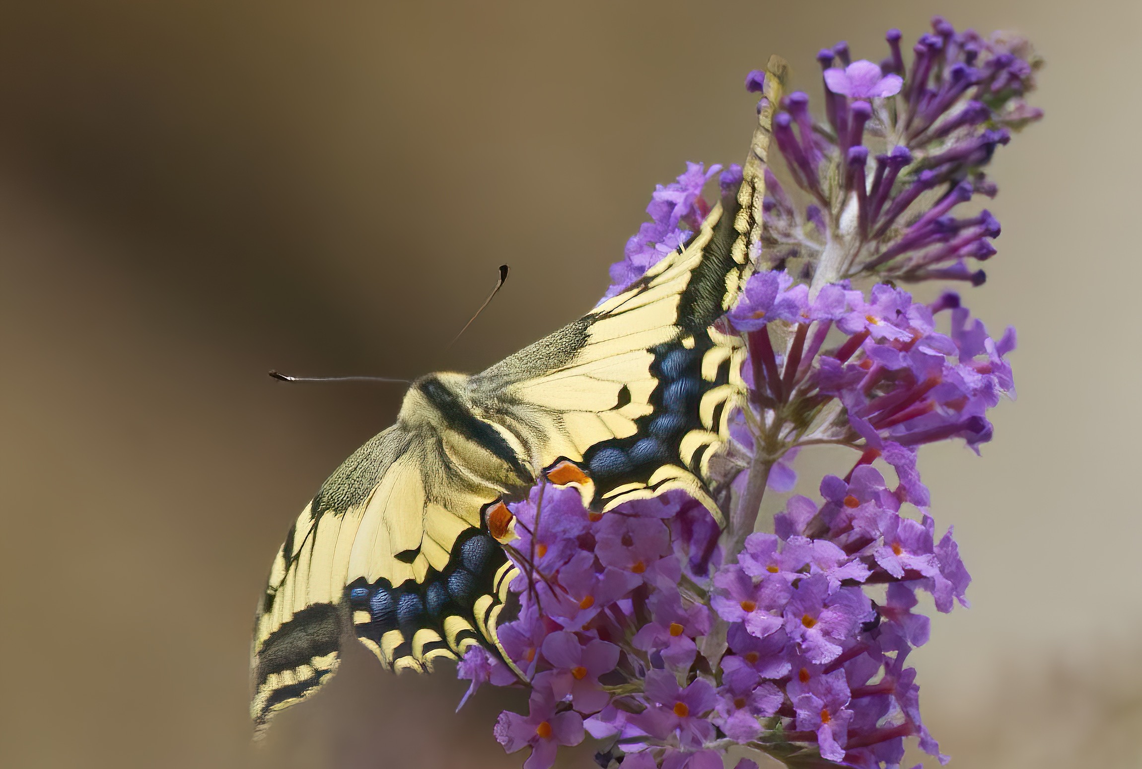 Caressing a flower