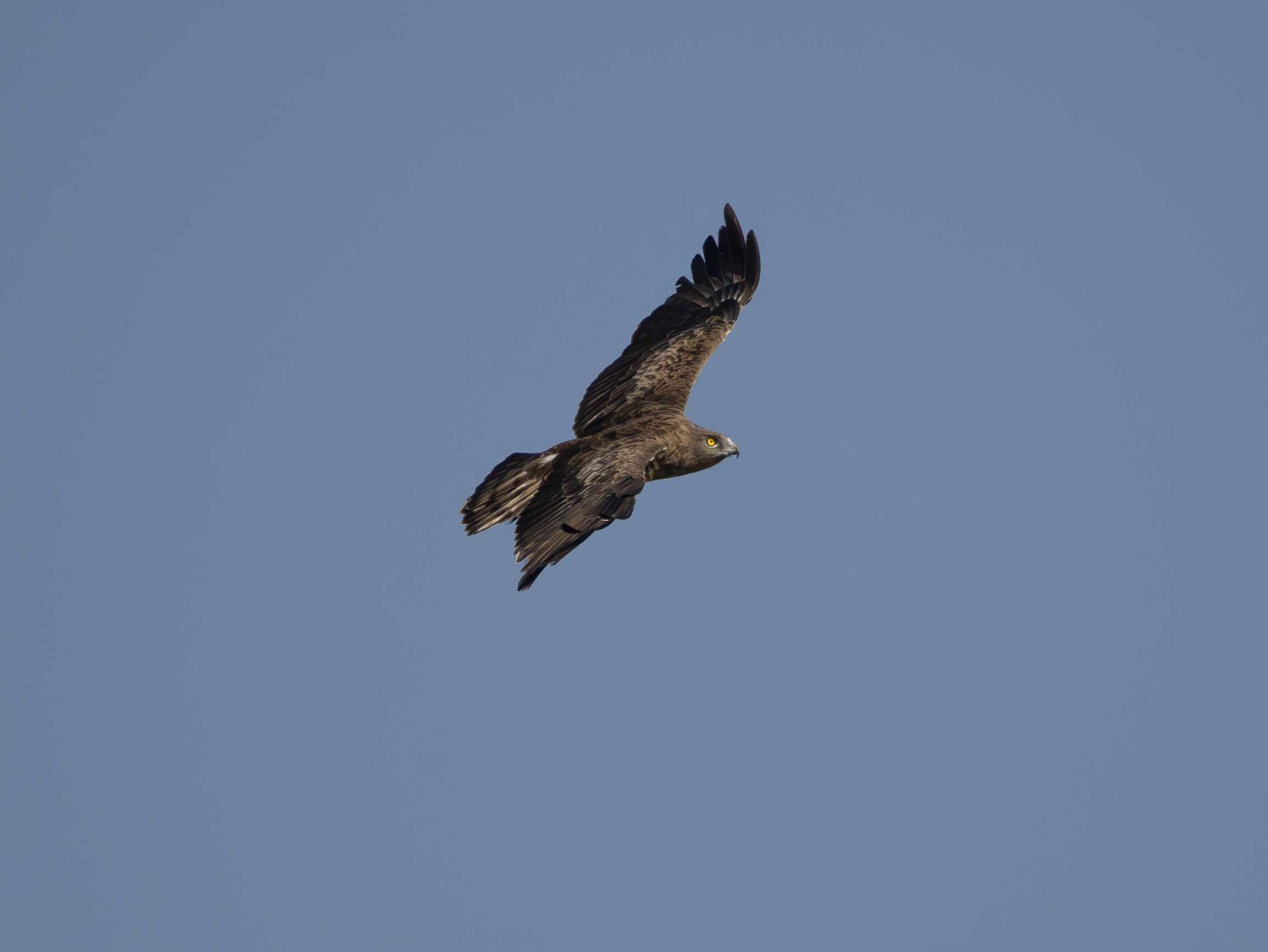 Harrier eagle