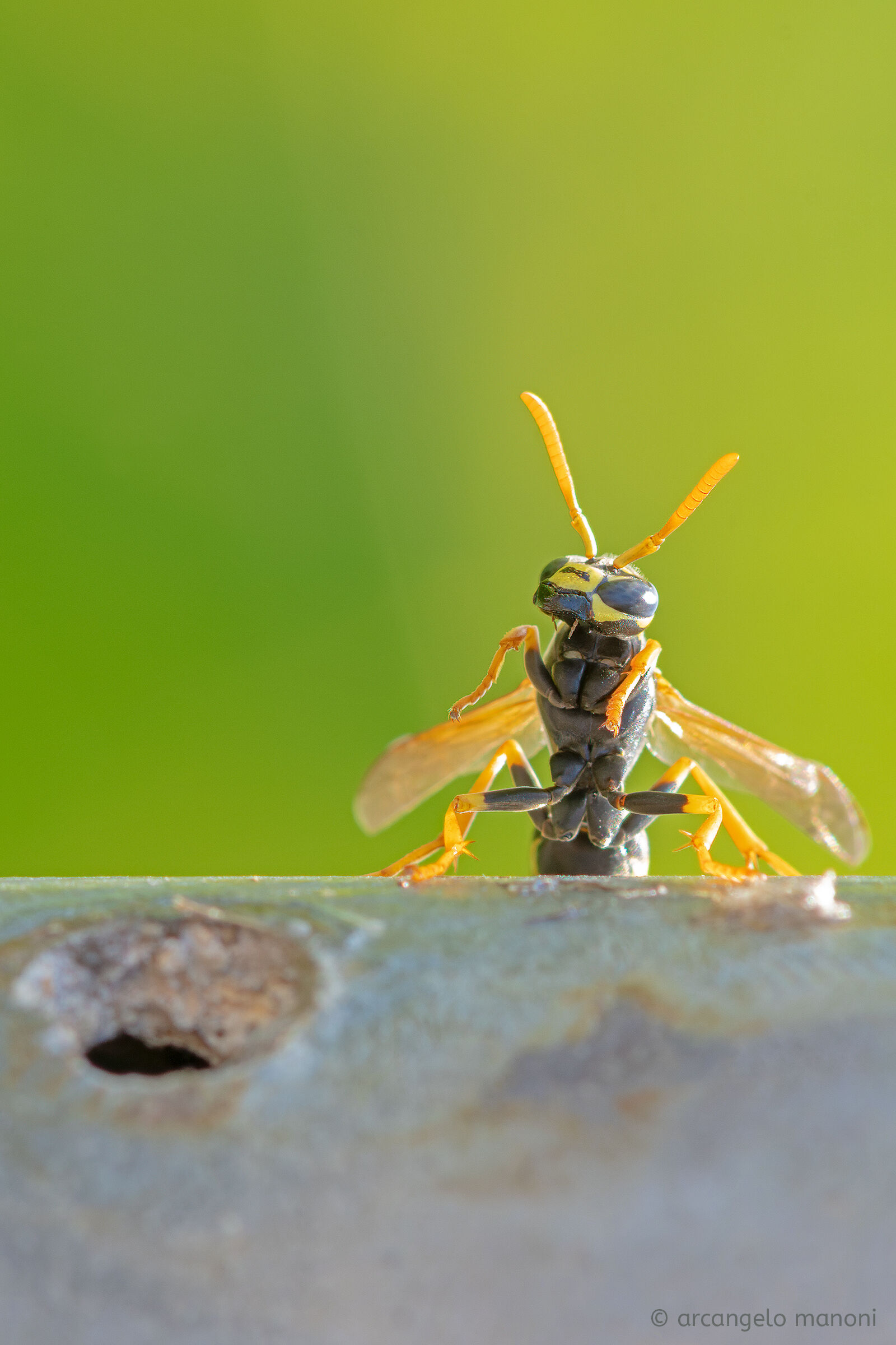 The alien has appeared