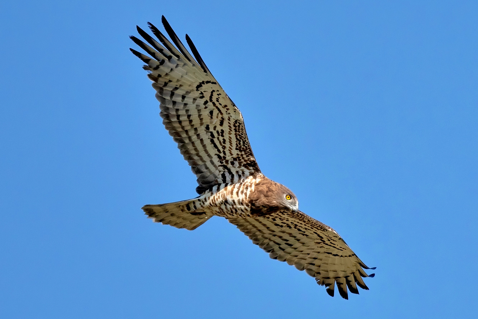 Biancone o Aquila dei serpenti (Circaetus gallicus)