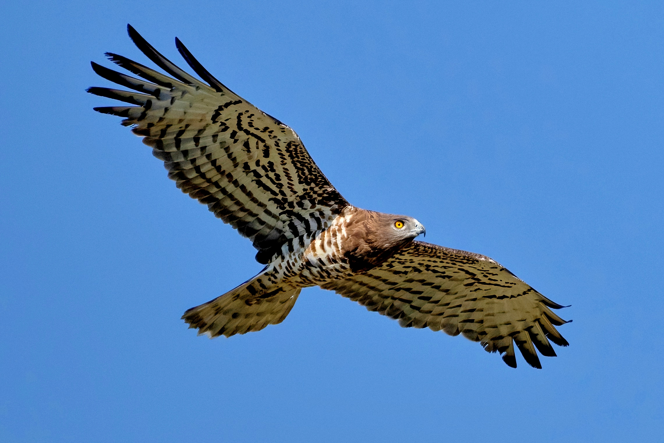 Short-toed eagle or Snake eagle (Circaetus gallicus)