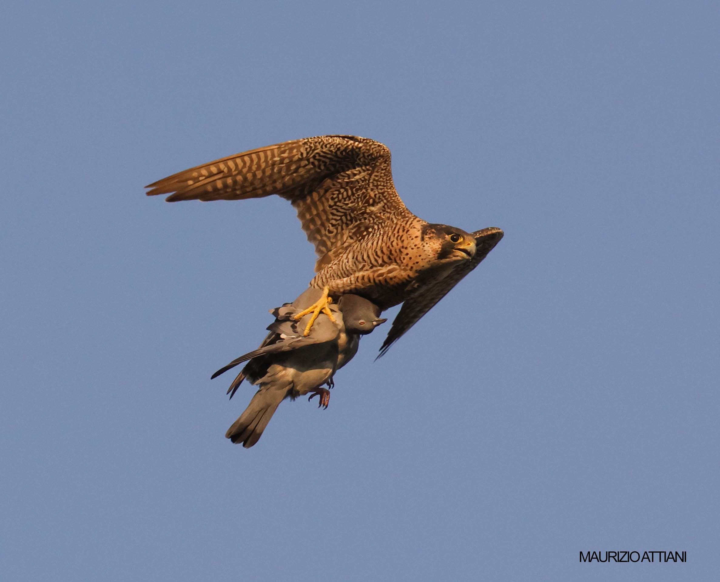 Breakfast with pigeon sunrise at 7.20 am