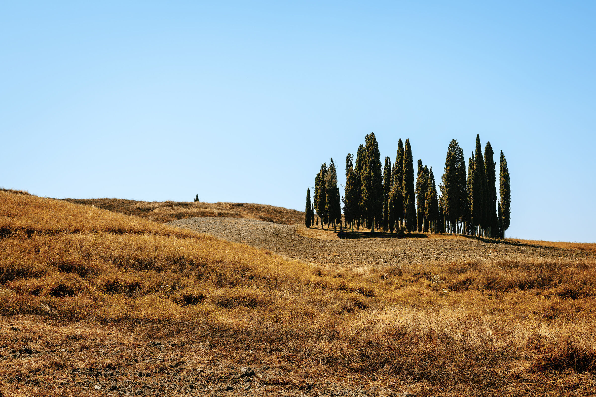 The cypresses of San Quirico
