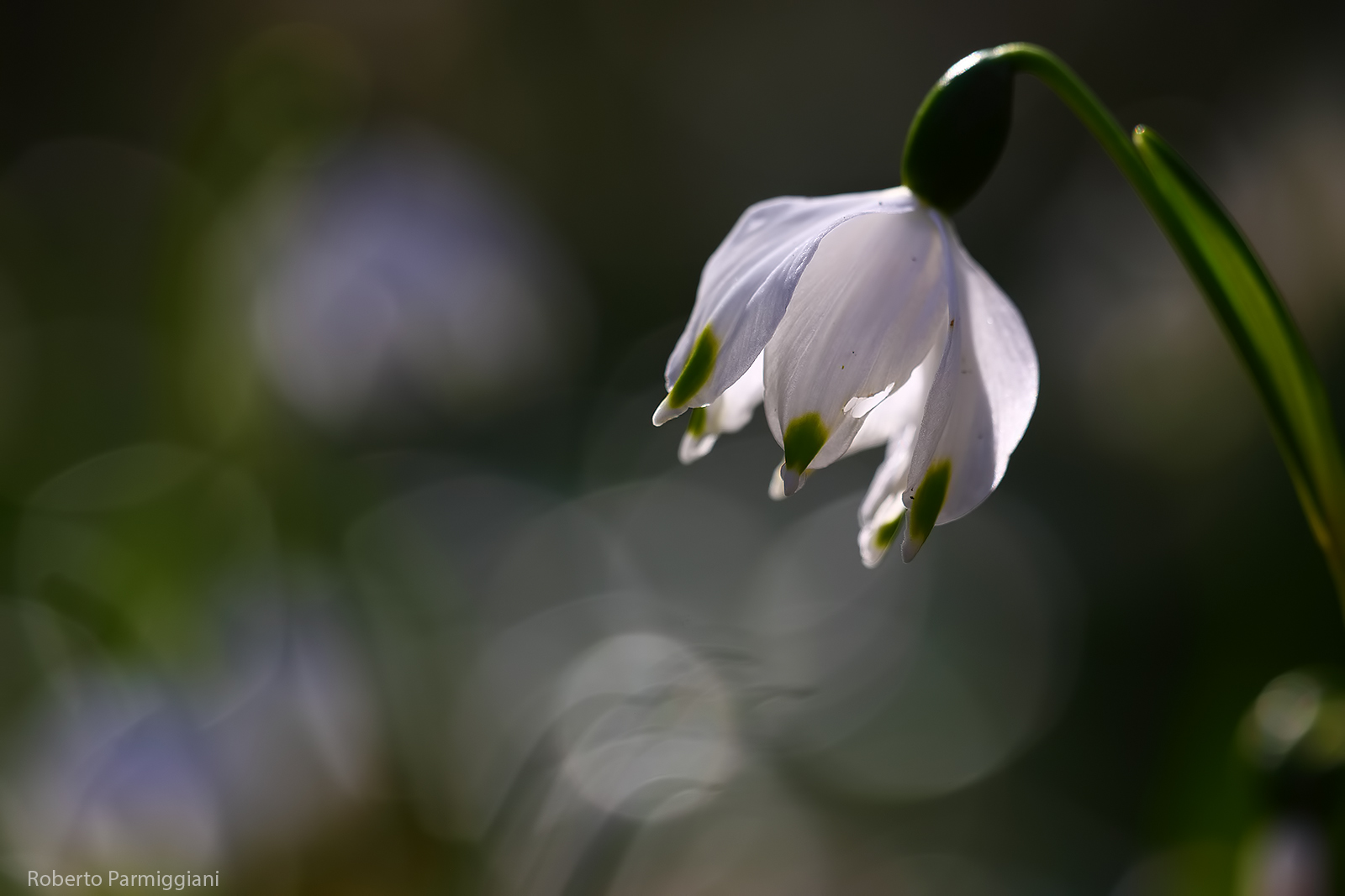 Leucojum vernum