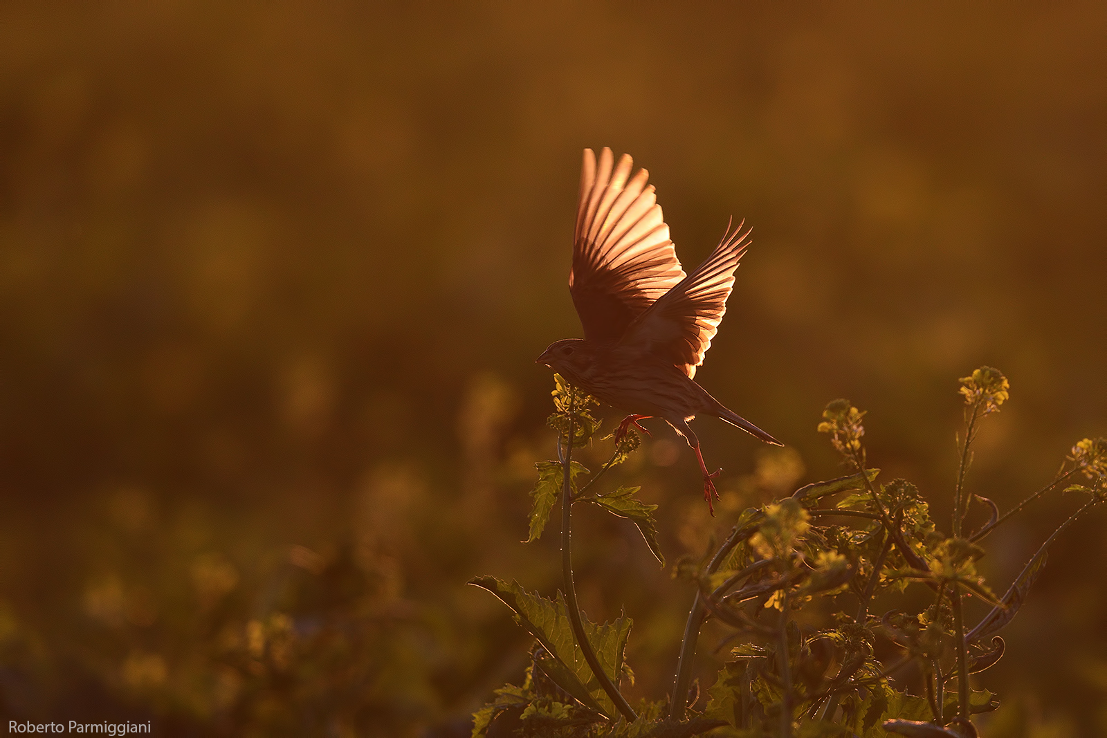 Sunset with squealing
