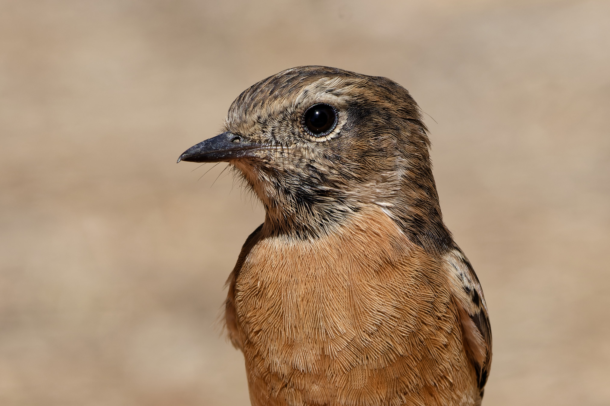 Stonechat