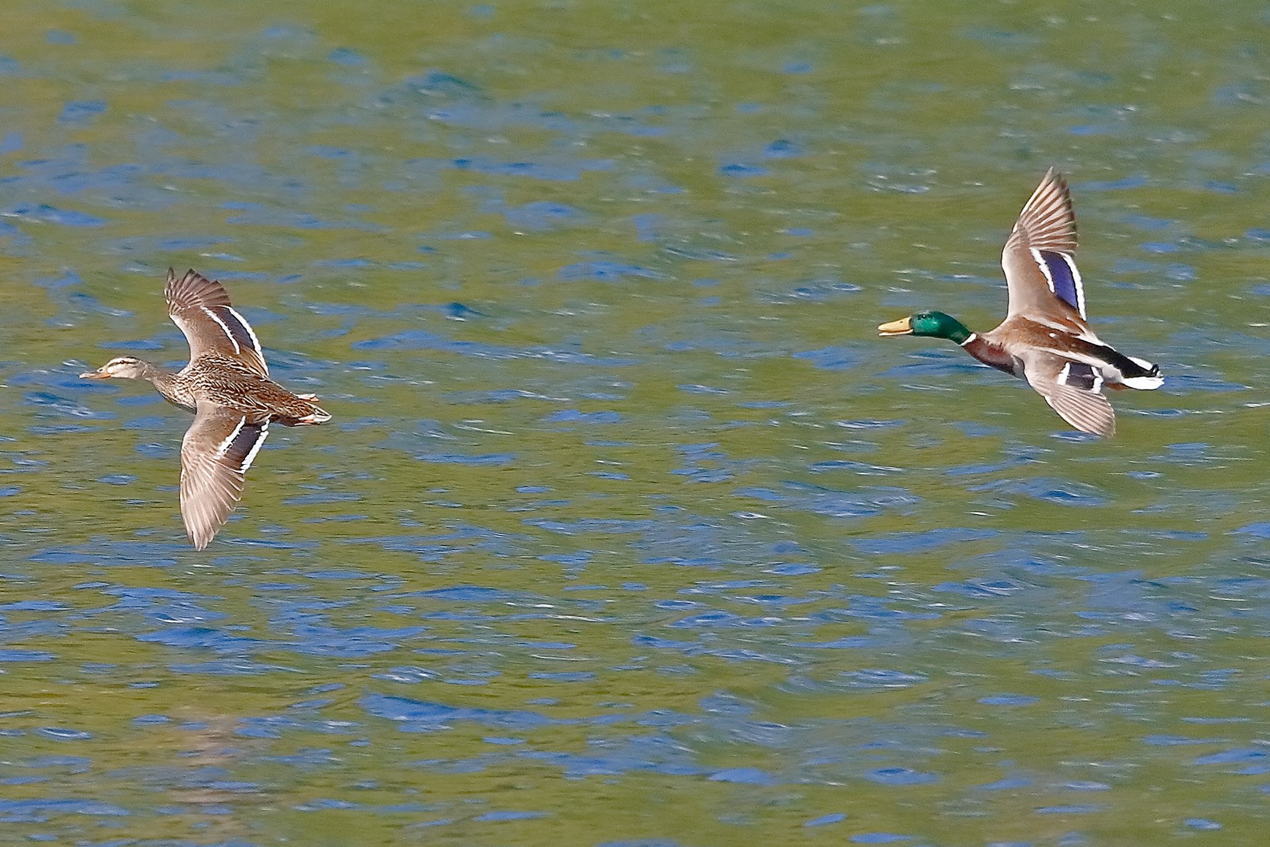 Germani 18 aprile 2023
