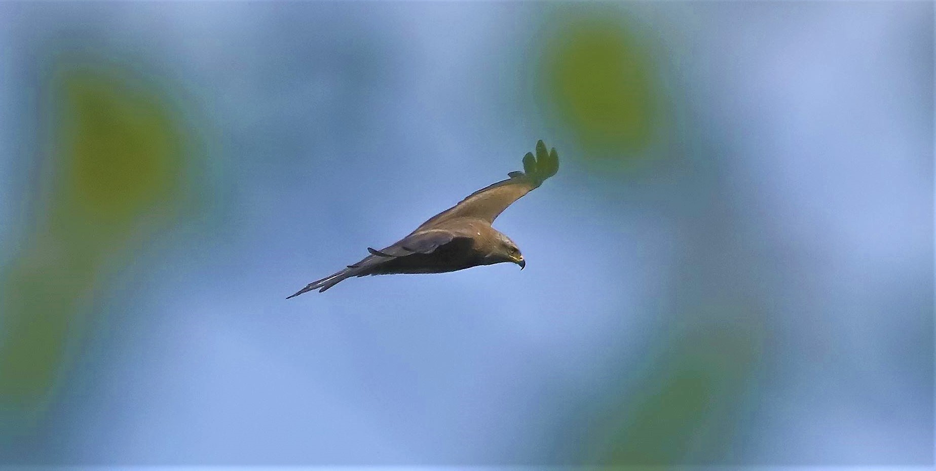 Nibbio bruno 06-04-2023