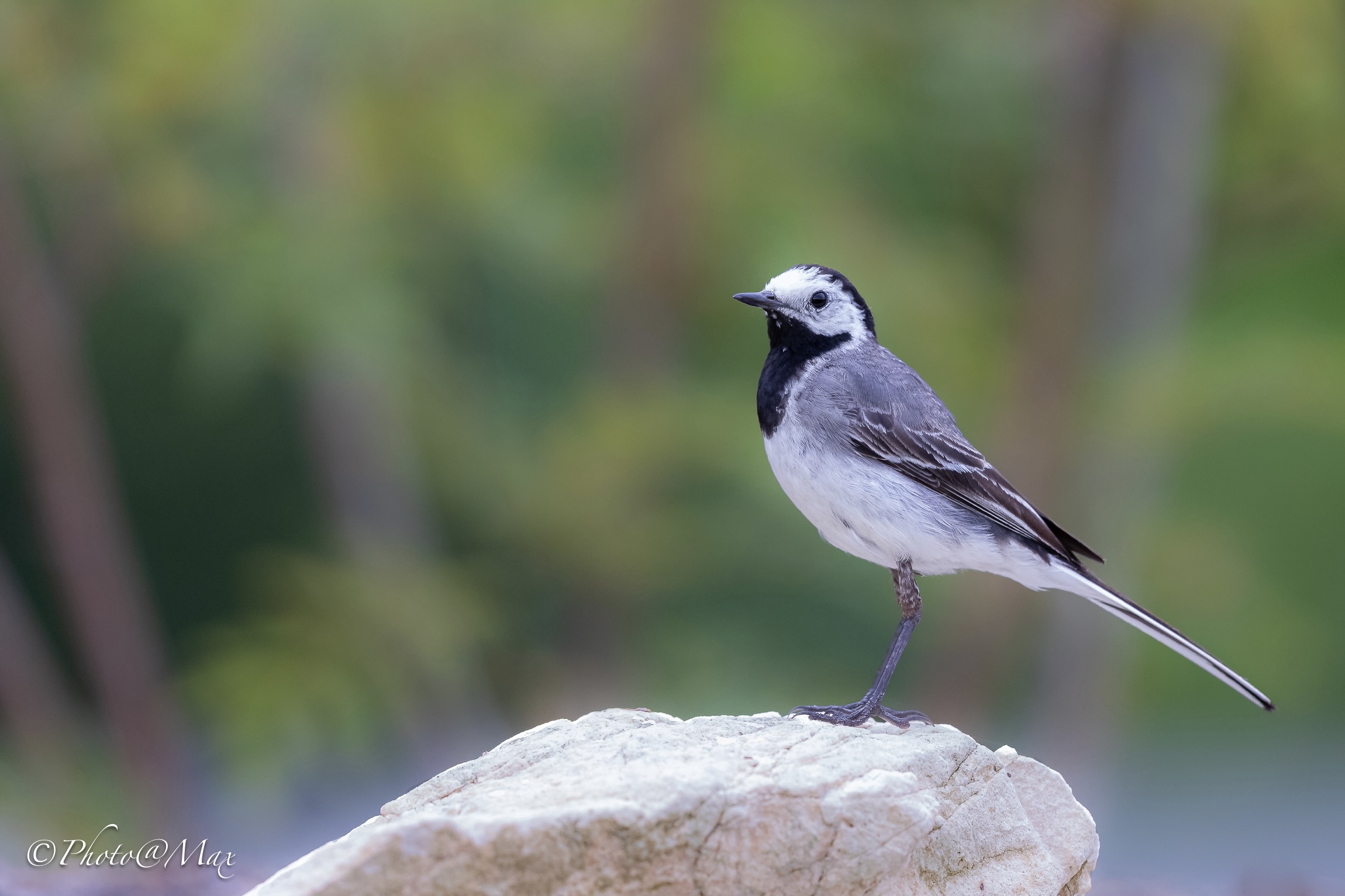 una Ballerina in bianco
