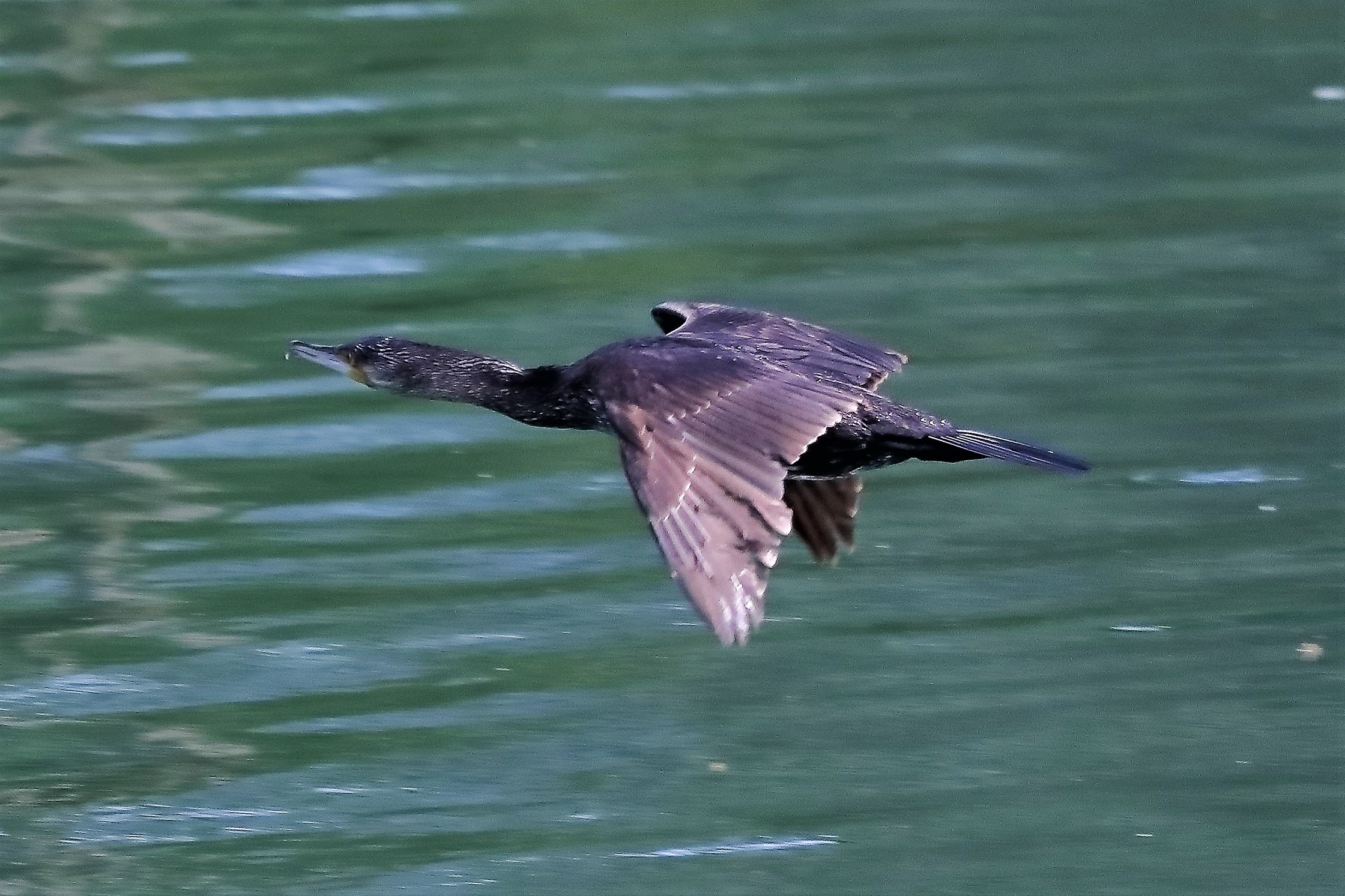 cormorano 06-04-2023