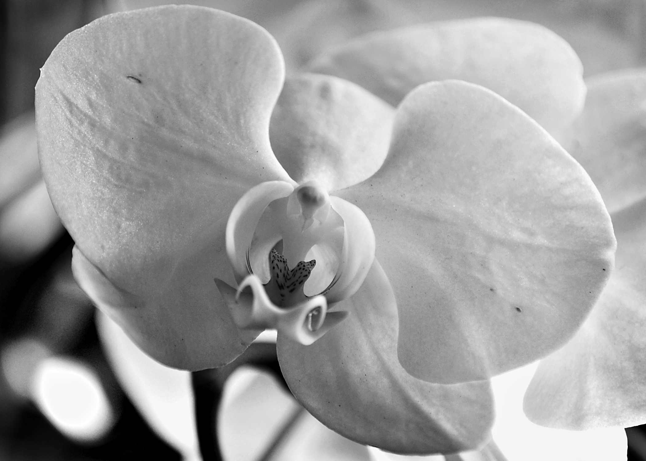 orchidea