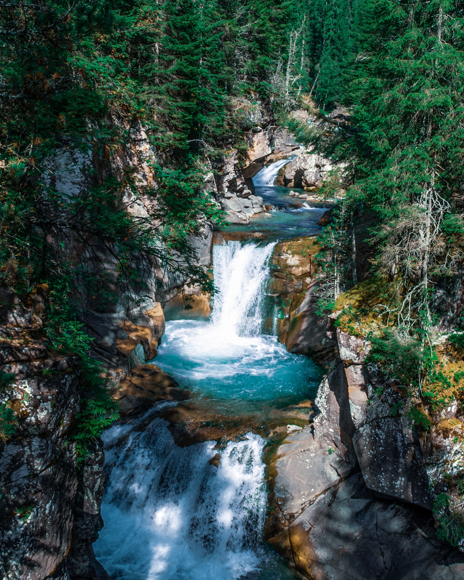 Ruscello foresta naturale Paneveggio