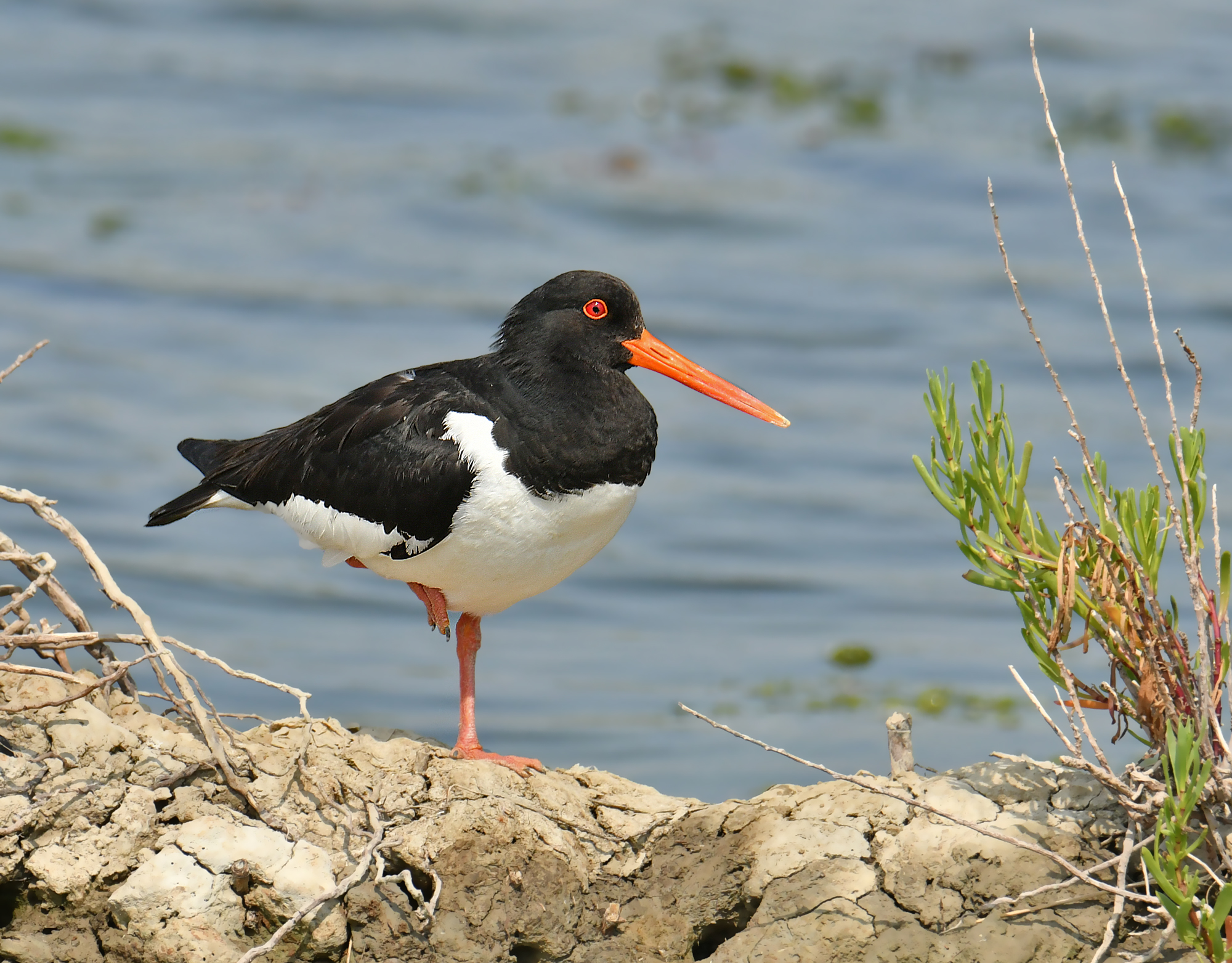 Oystercatcher