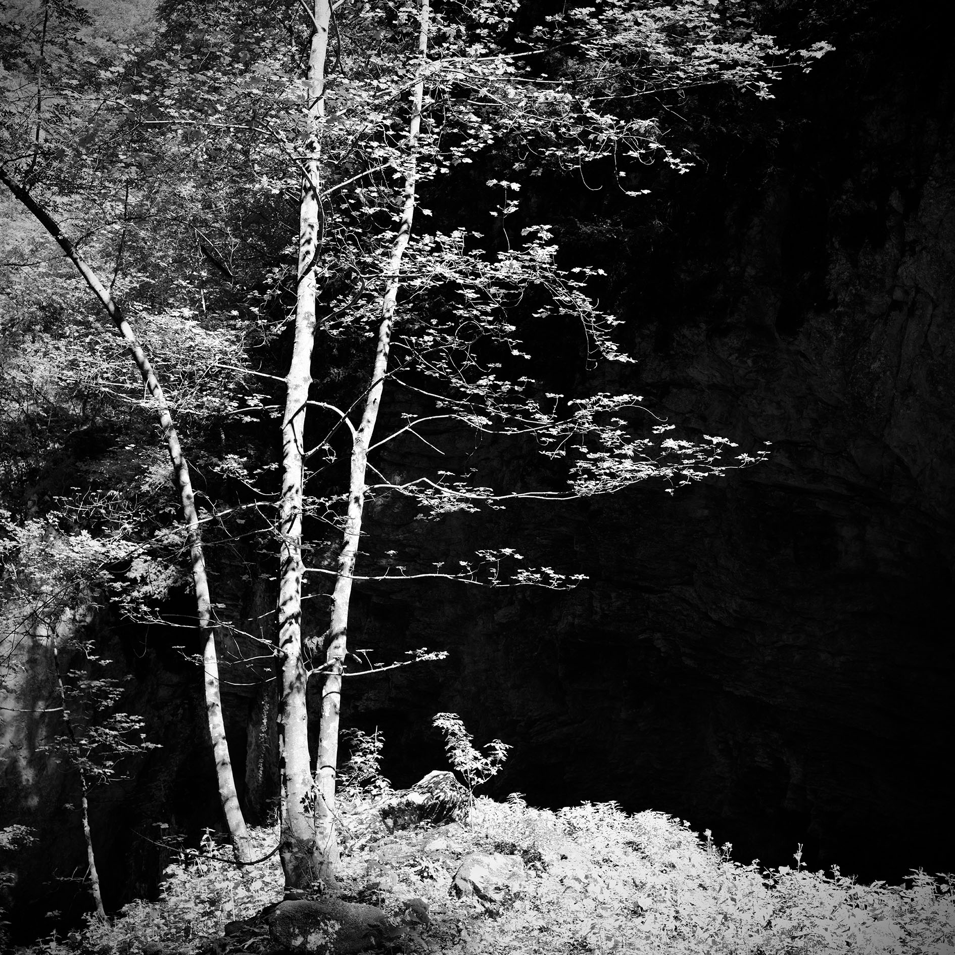 ... et super folia cecidit lux.