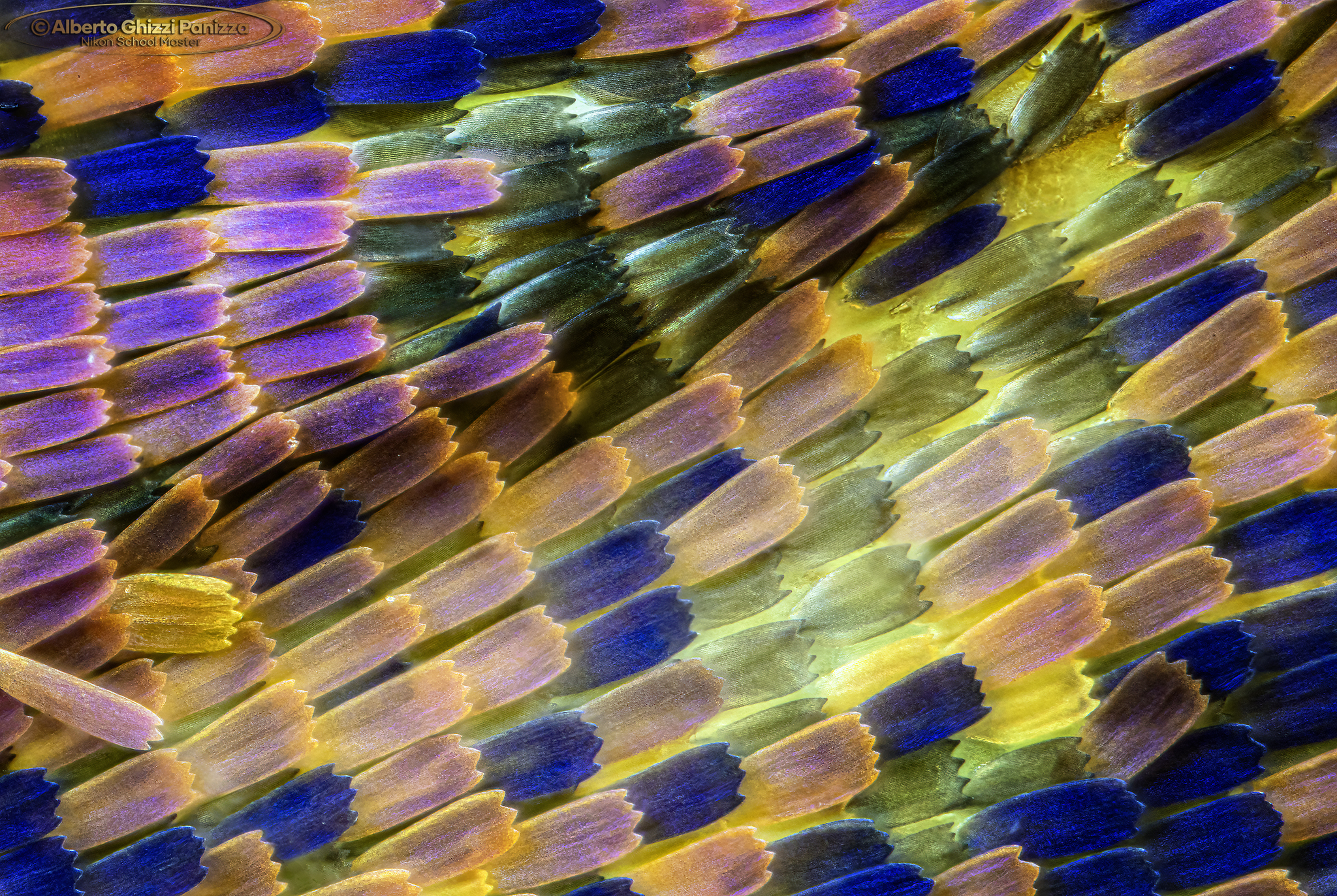 Ali di farfalla a 35X