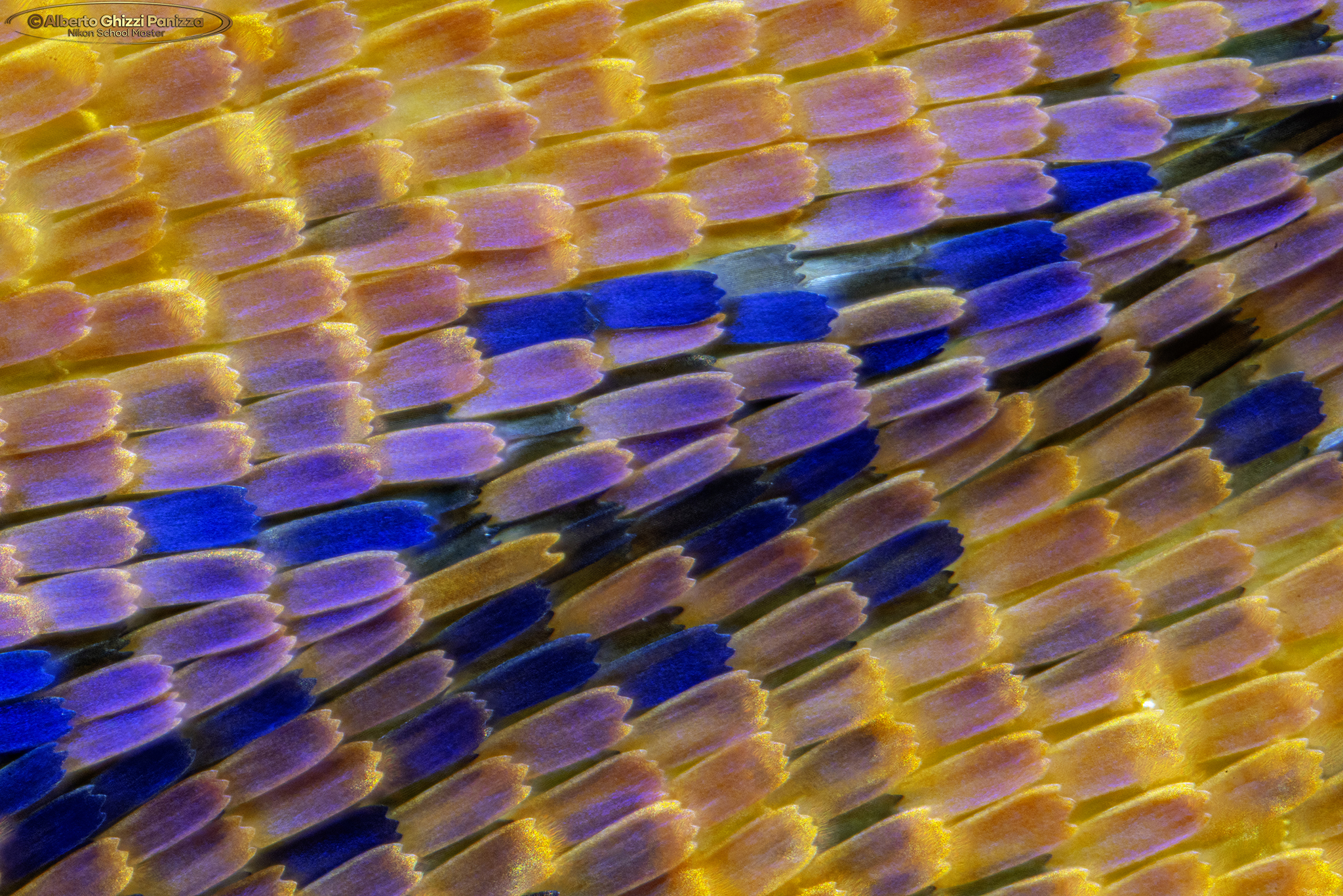 Ali di farfalla a 35X