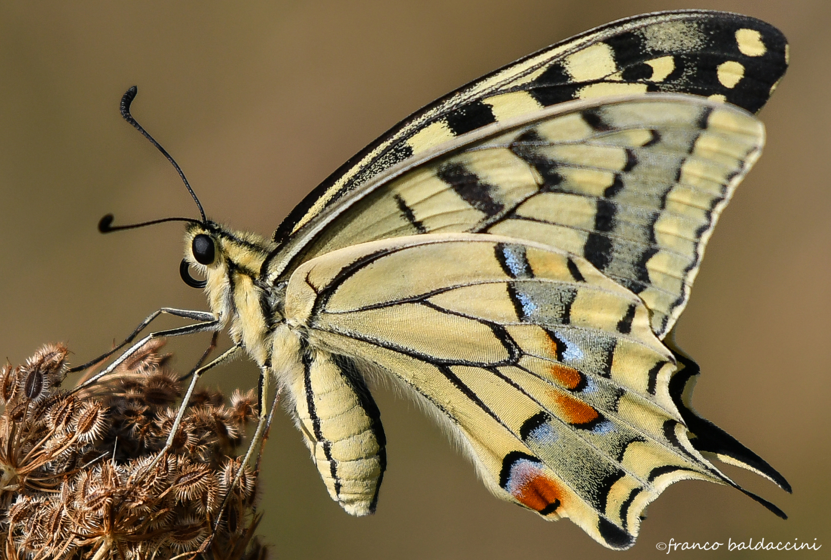 Swallowtail