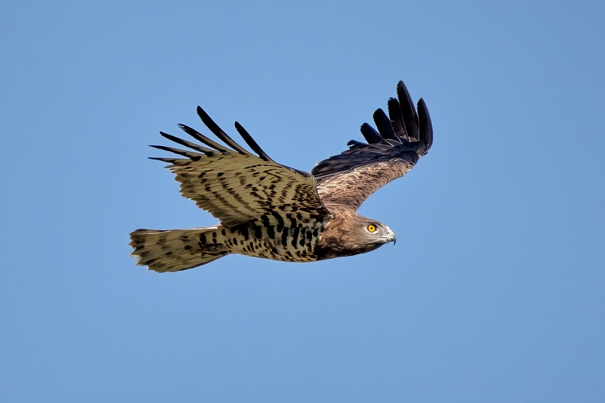 Short-toed eagle or Snake eagle (Circaetus gallicus)